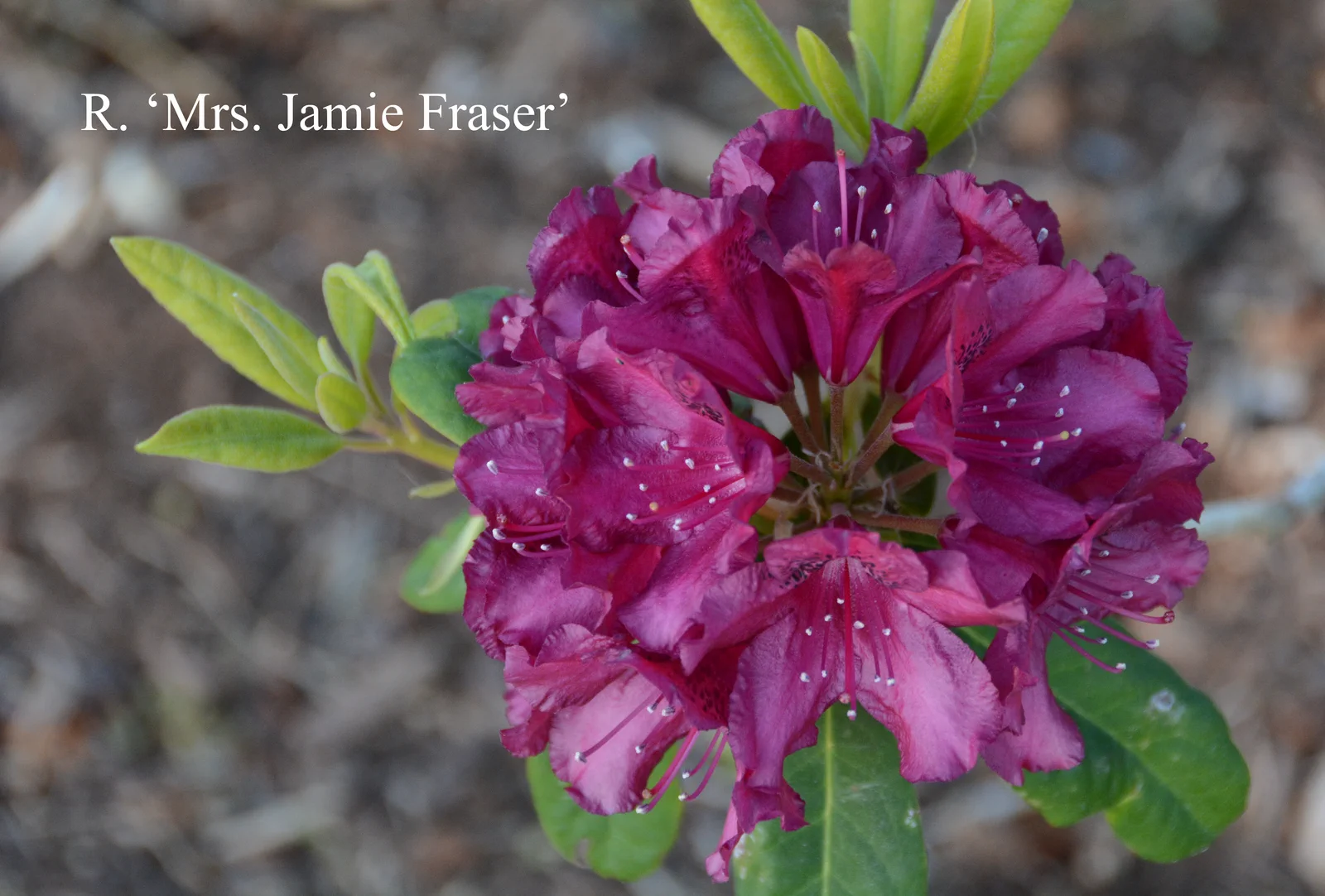 R. 'Mrs Jamie Fraser' photo of R. 'Mrs Jamie Fraser'. Location: Fearing's Farm Nursery, Abbotsford, BC, Canada. Photo by: Harold Fearing