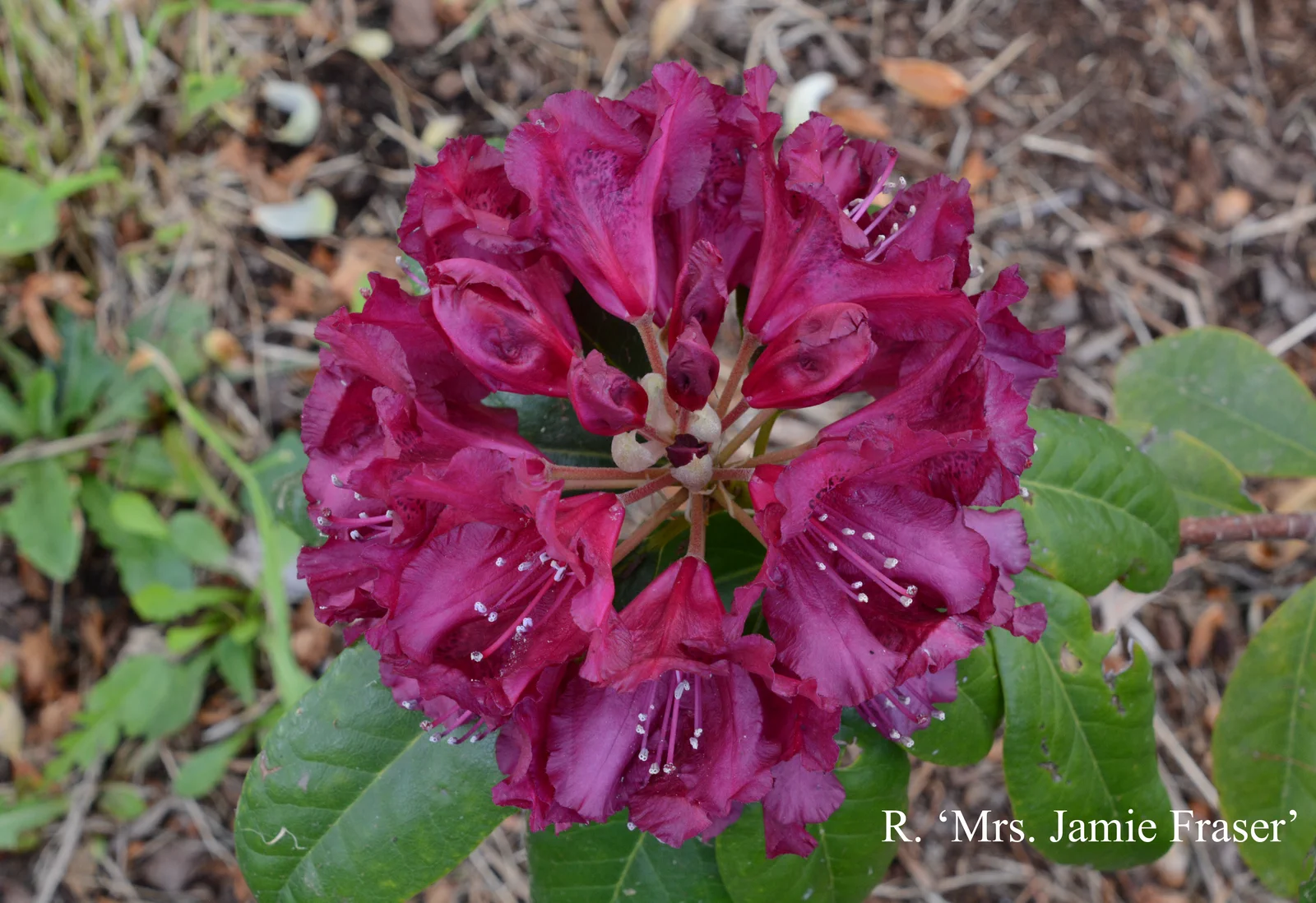R. 'Mrs Jamie Fraser' photo of R. 'Mrs Jamie Fraser'. Location: Fearing's Farm Nursery, Abbotsford, BC, Canada. Photo by: Harold Fearing