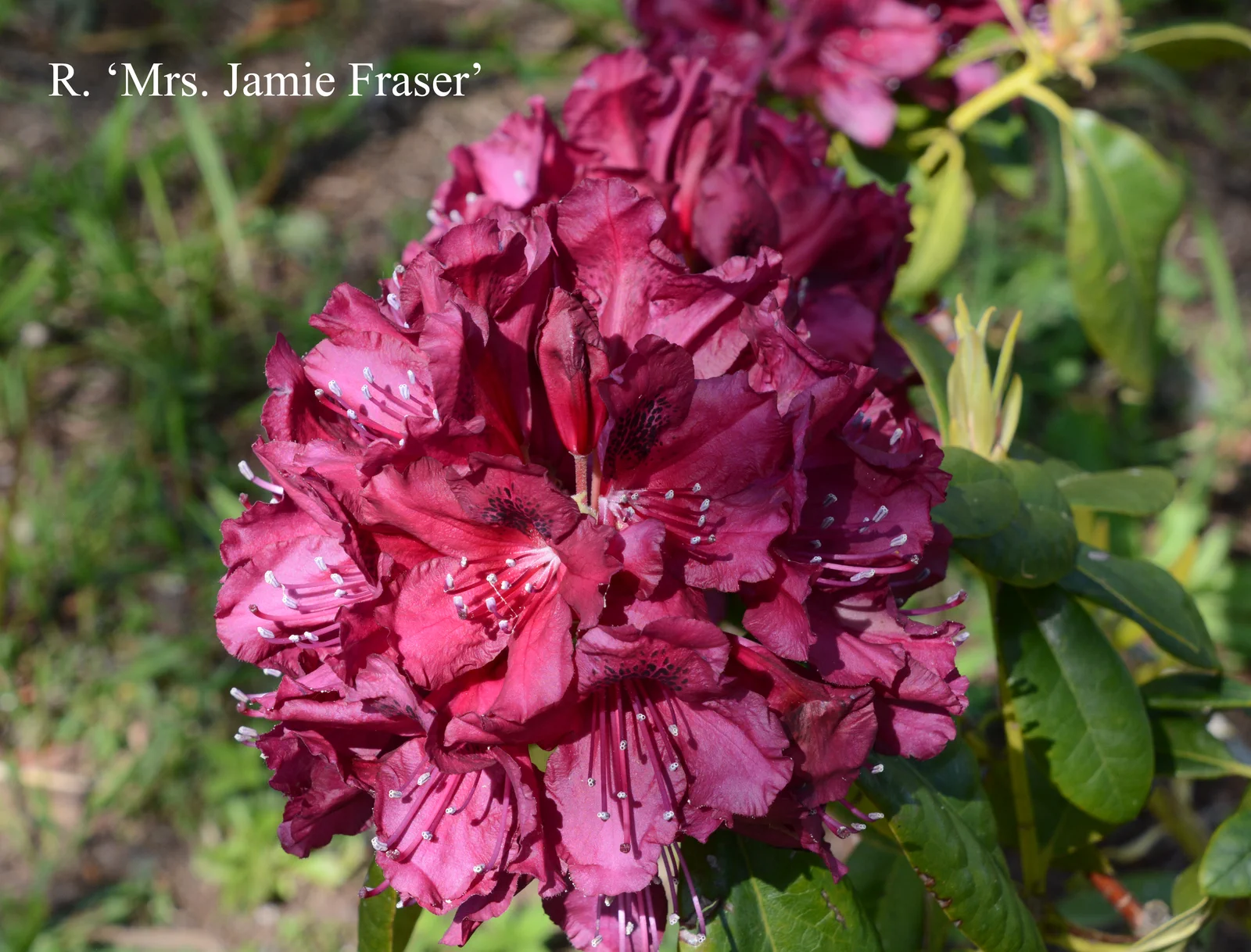 R. 'Mrs Jamie Fraser' photo of R. 'Mrs Jamie Fraser'. Location: Fearing's Farm Nursery, Abbotsford, BC, Canada. Photo by: Harold Fearing