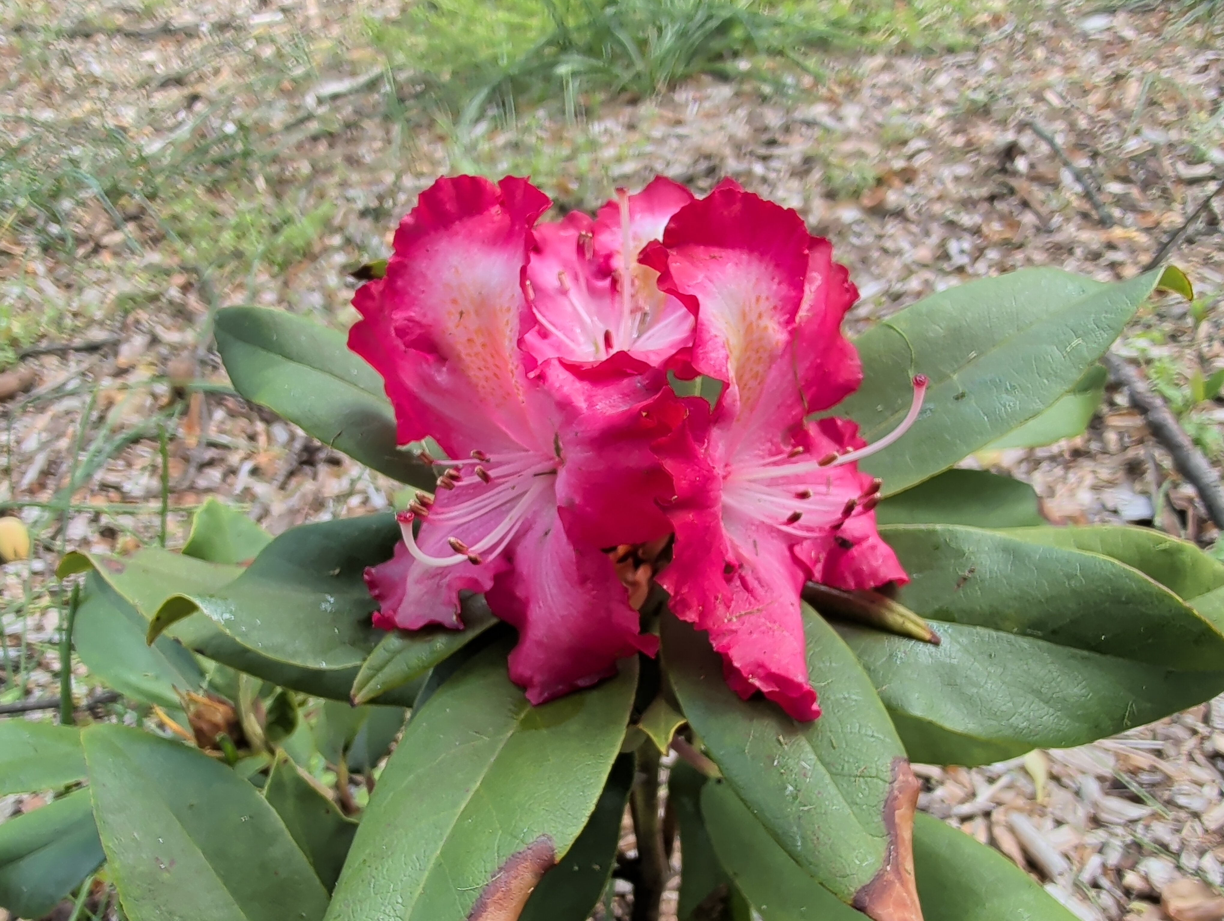 Rhododendron Austin's Firecracker photo