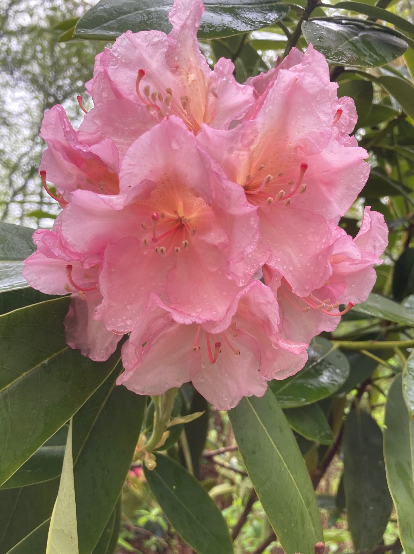 Rhododendron Spectacular photo