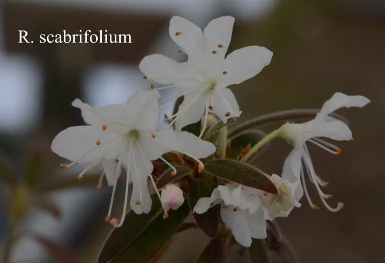 Photo of R. scabrifolium var scabrifolium, Species