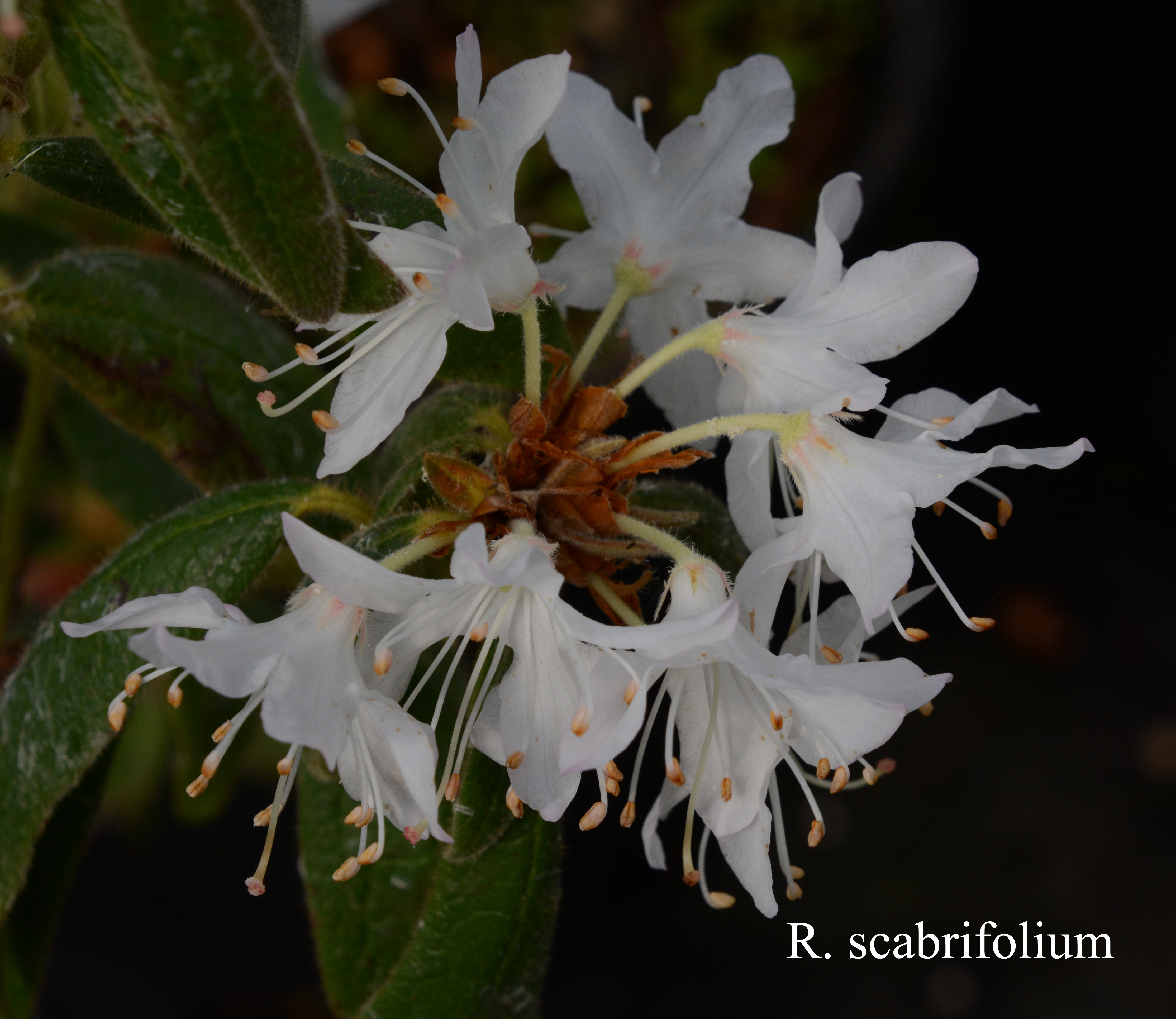 Rhododendron scabrifolium var scabrifolium photo
