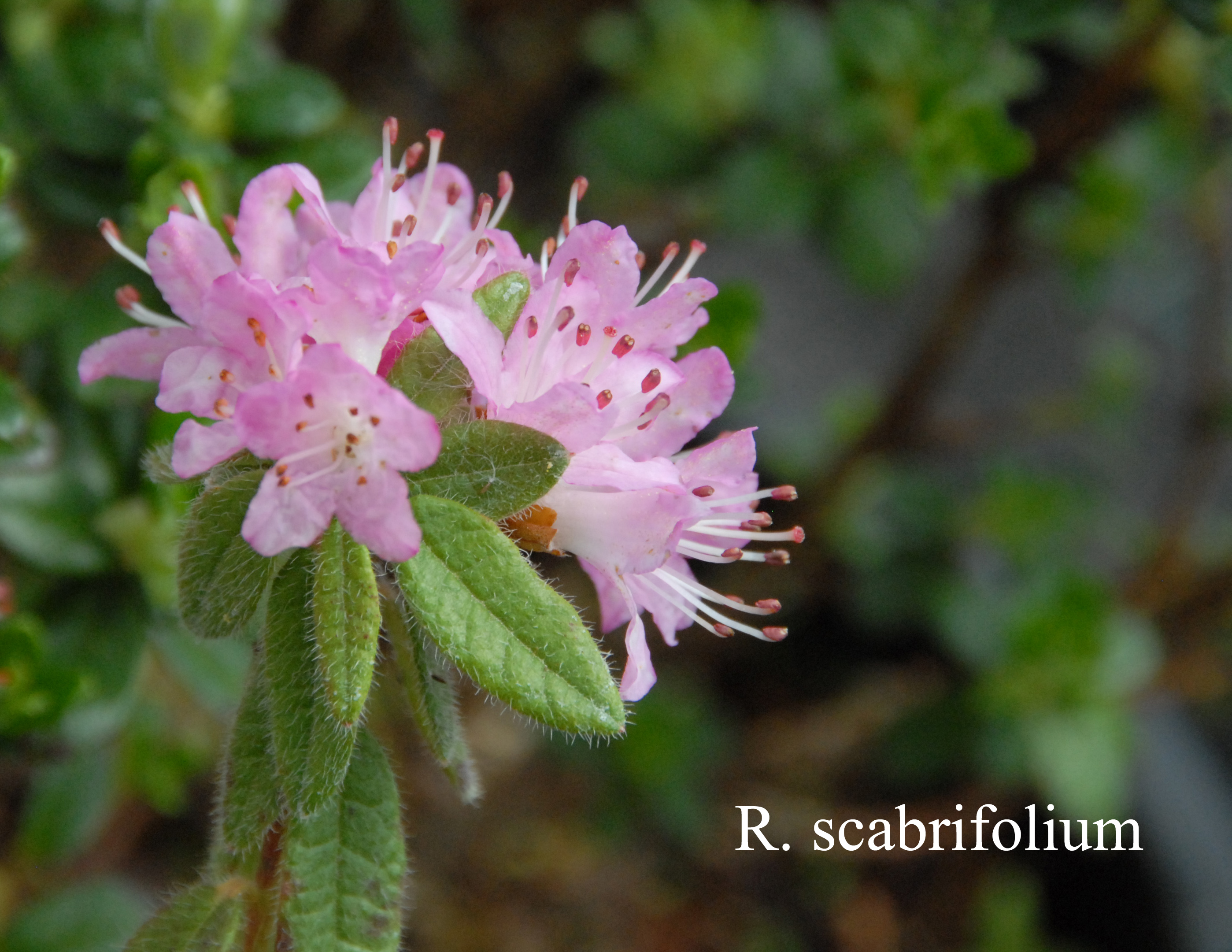 Rhododendron scabrifolium var scabrifolium photo