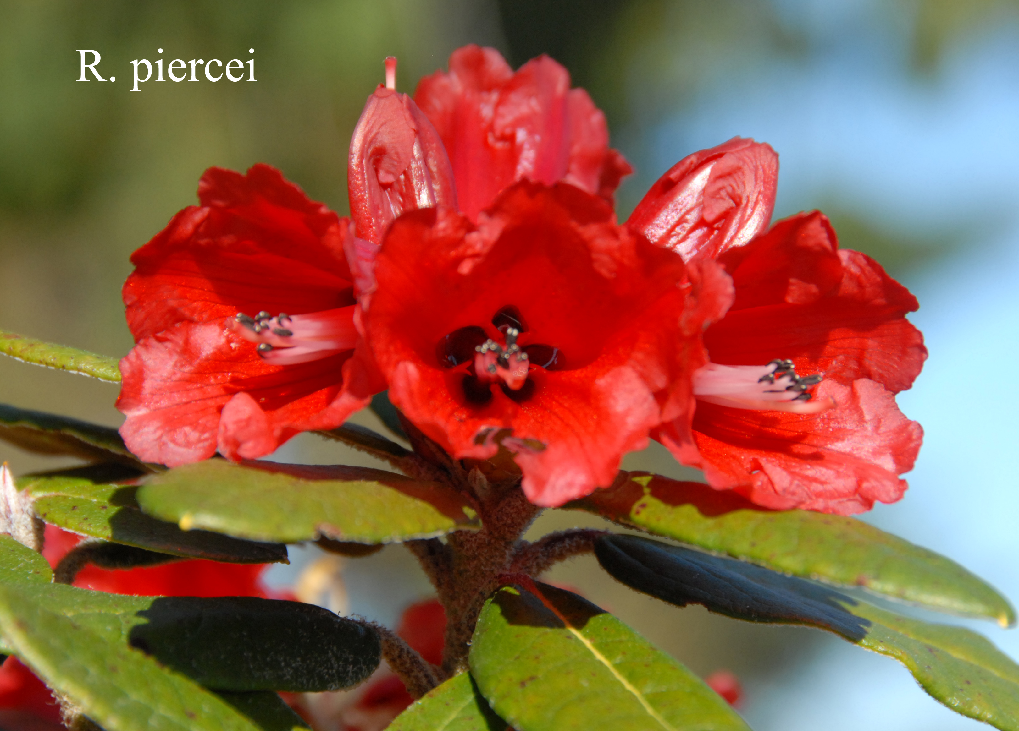 Rhododendron piercei photo