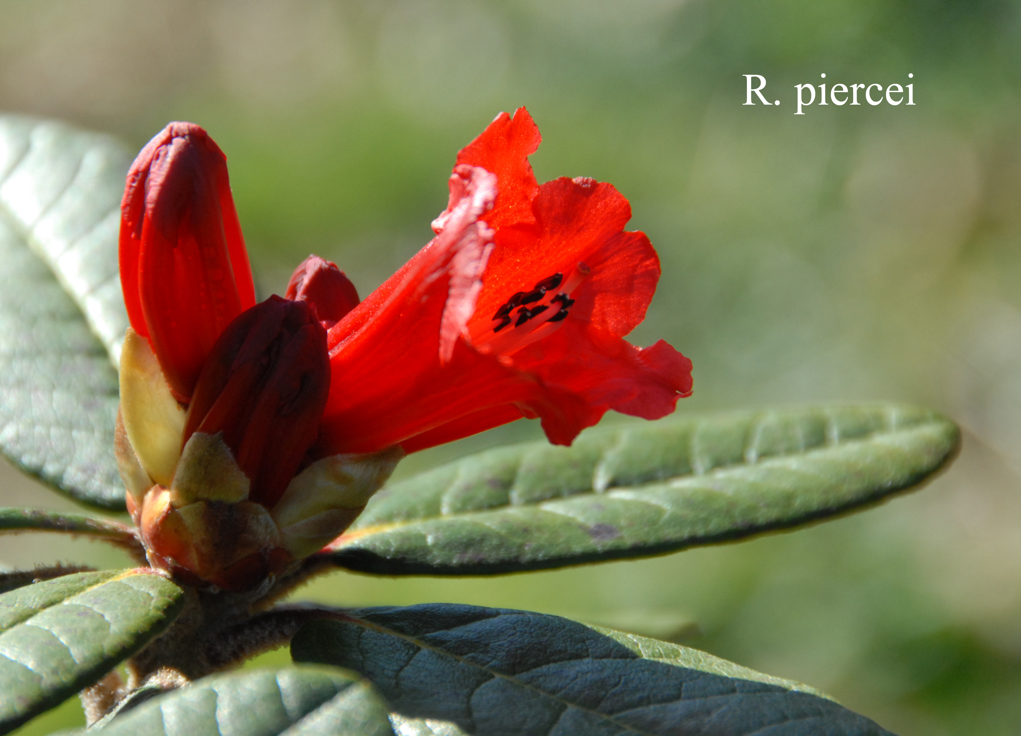 Rhododendron piercei photo