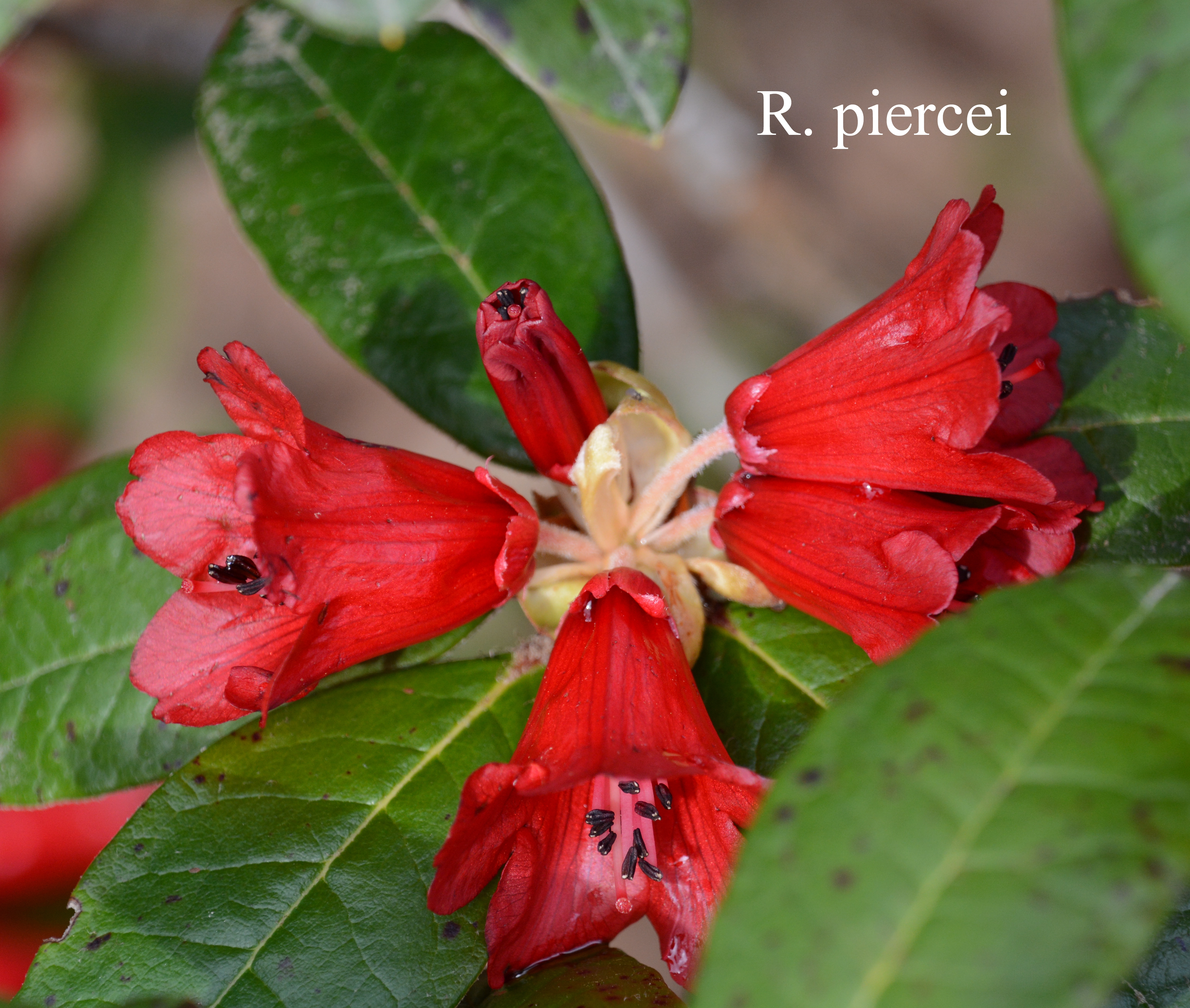 Rhododendron piercei photo