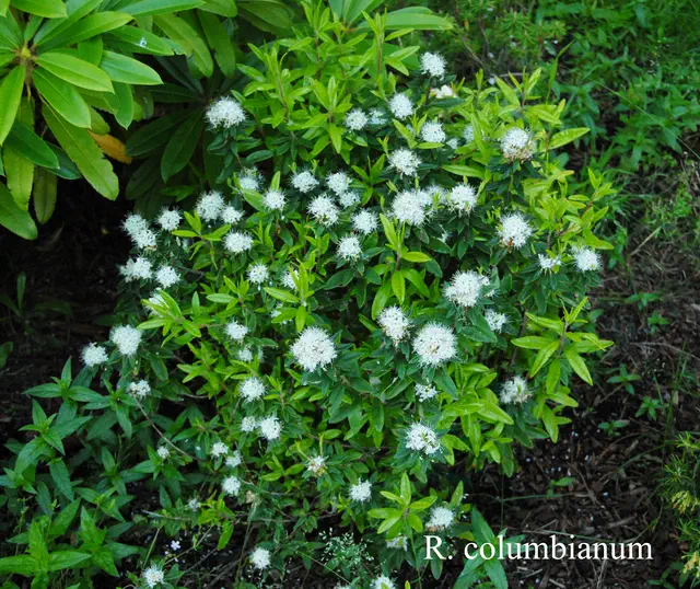 Photo of R. columbianum, Species
