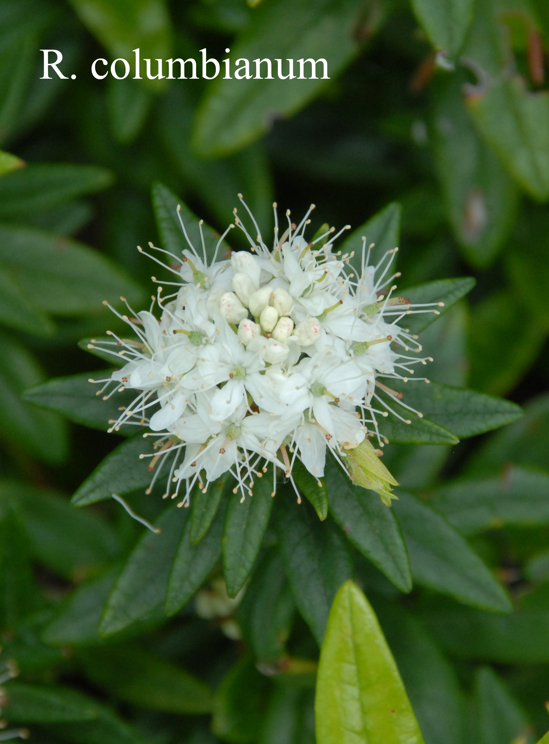 Rhododendron columbianum photo