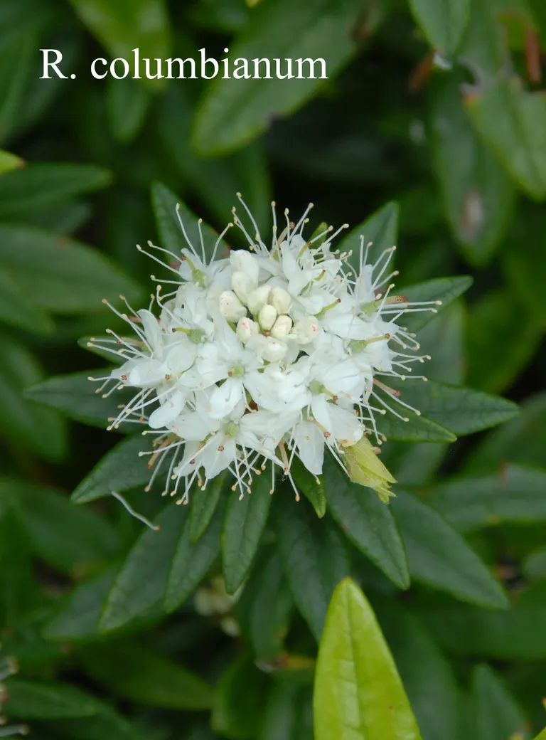 Photo of R. columbianum, Species