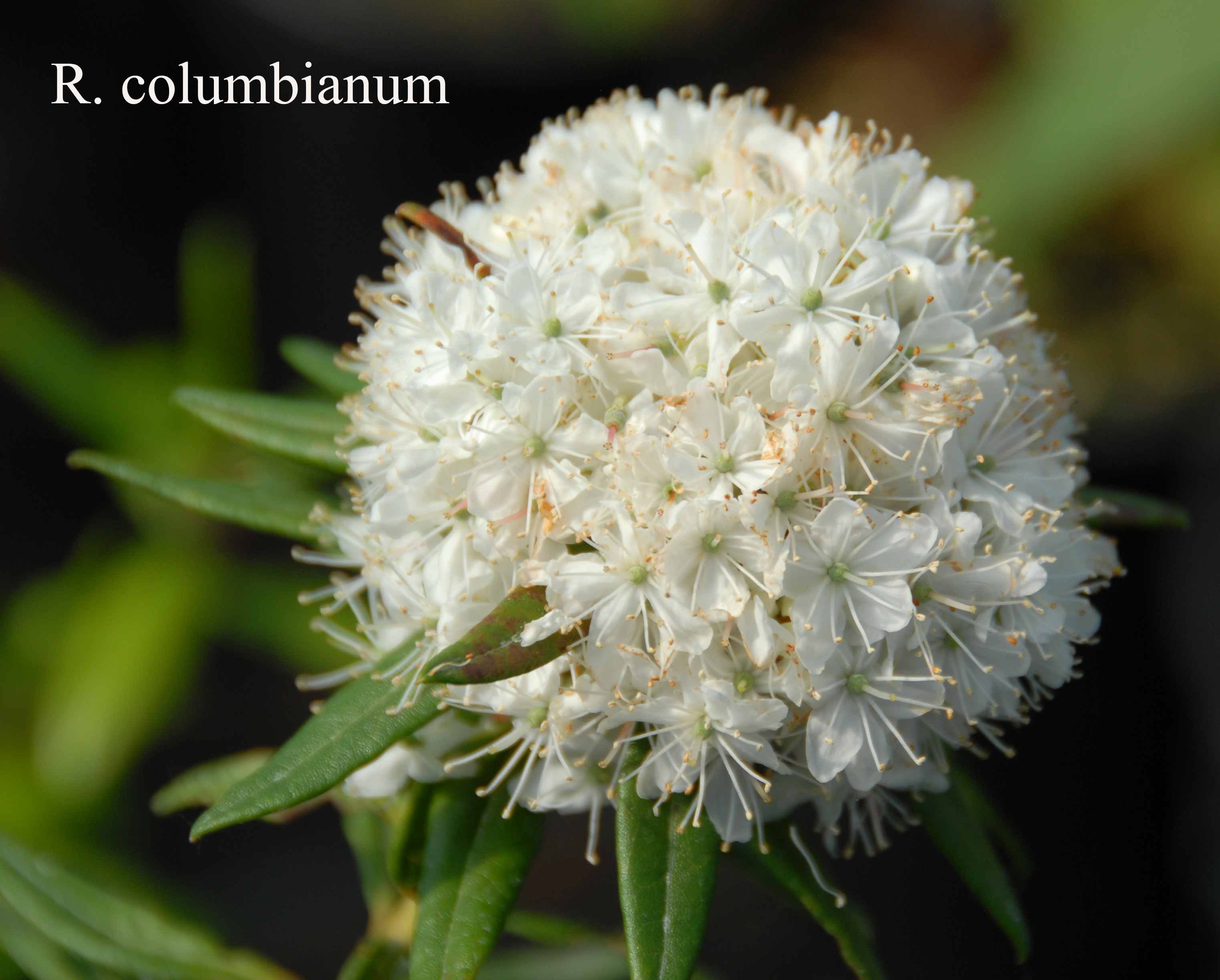 Rhododendron columbianum photo