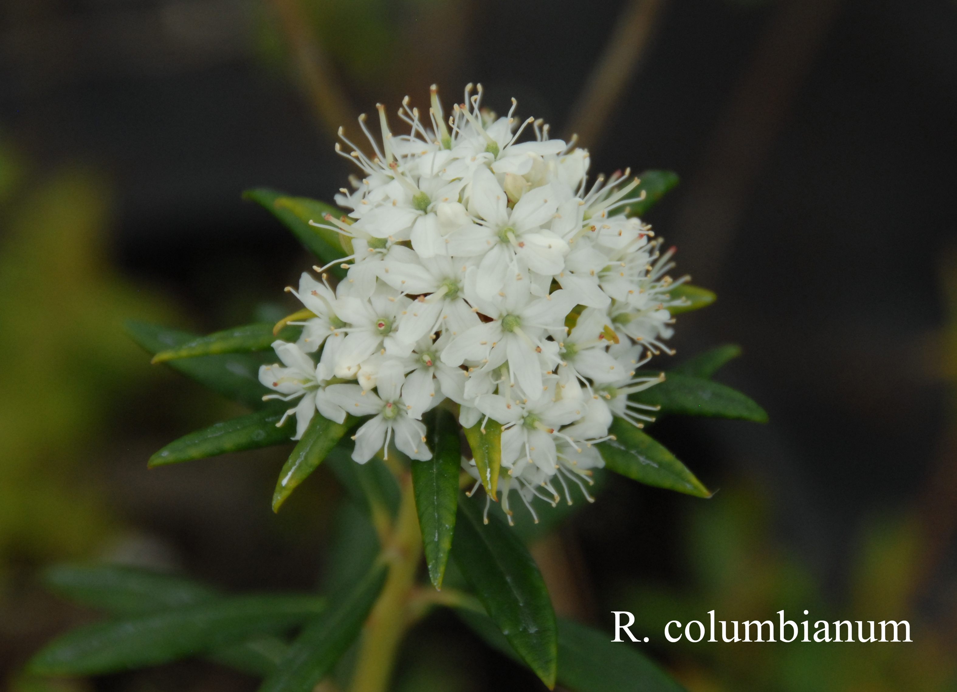 Rhododendron columbianum photo