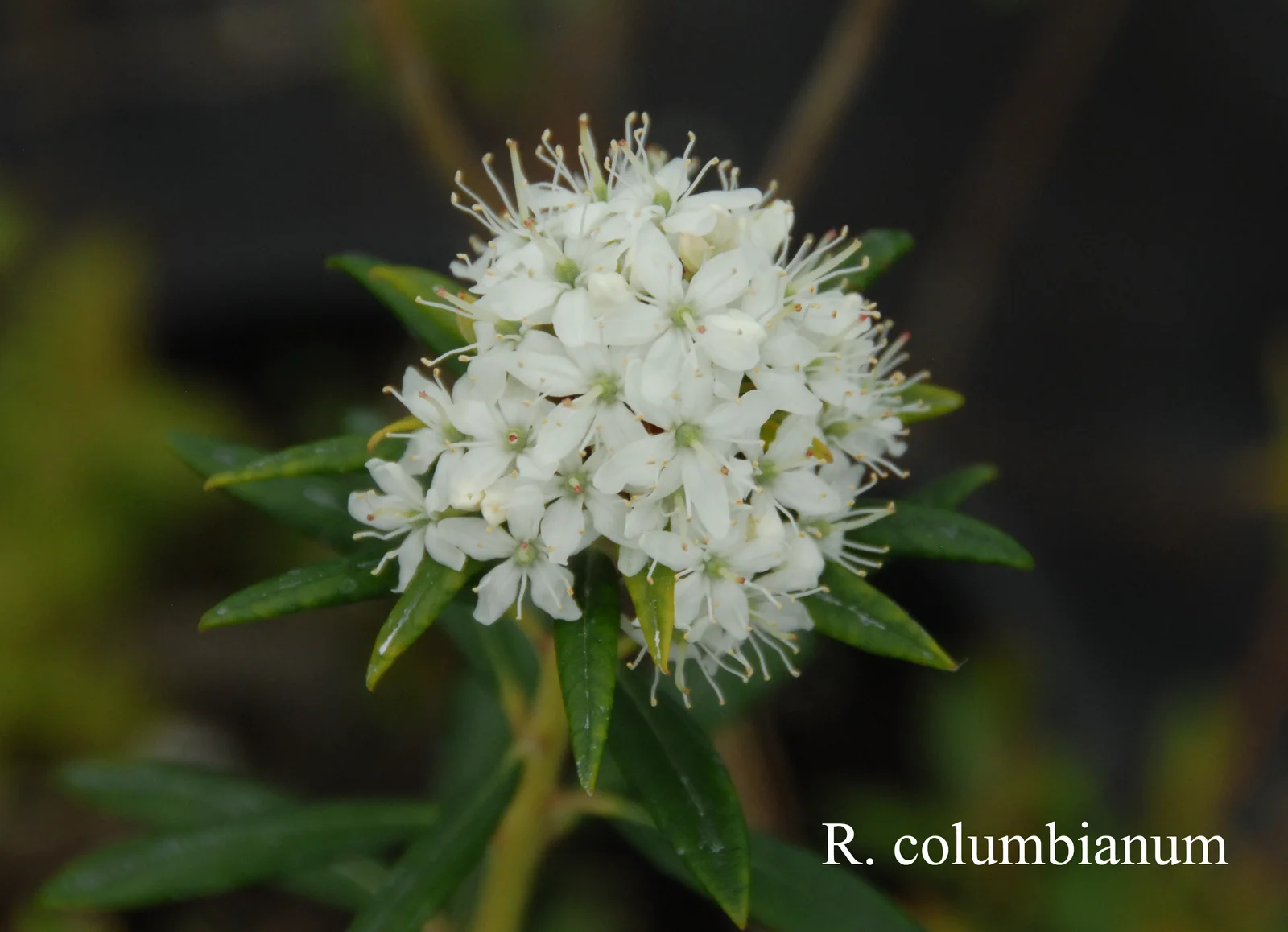 R. columbianum photo of R. columbianum. Location: Fearing's Farm Nursery, Abbotsford, BC, Canada. Photo by: Harold Fearing