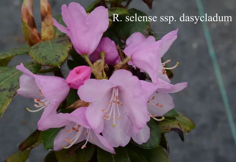 Photo of R. selense ssp dasycladum, Species