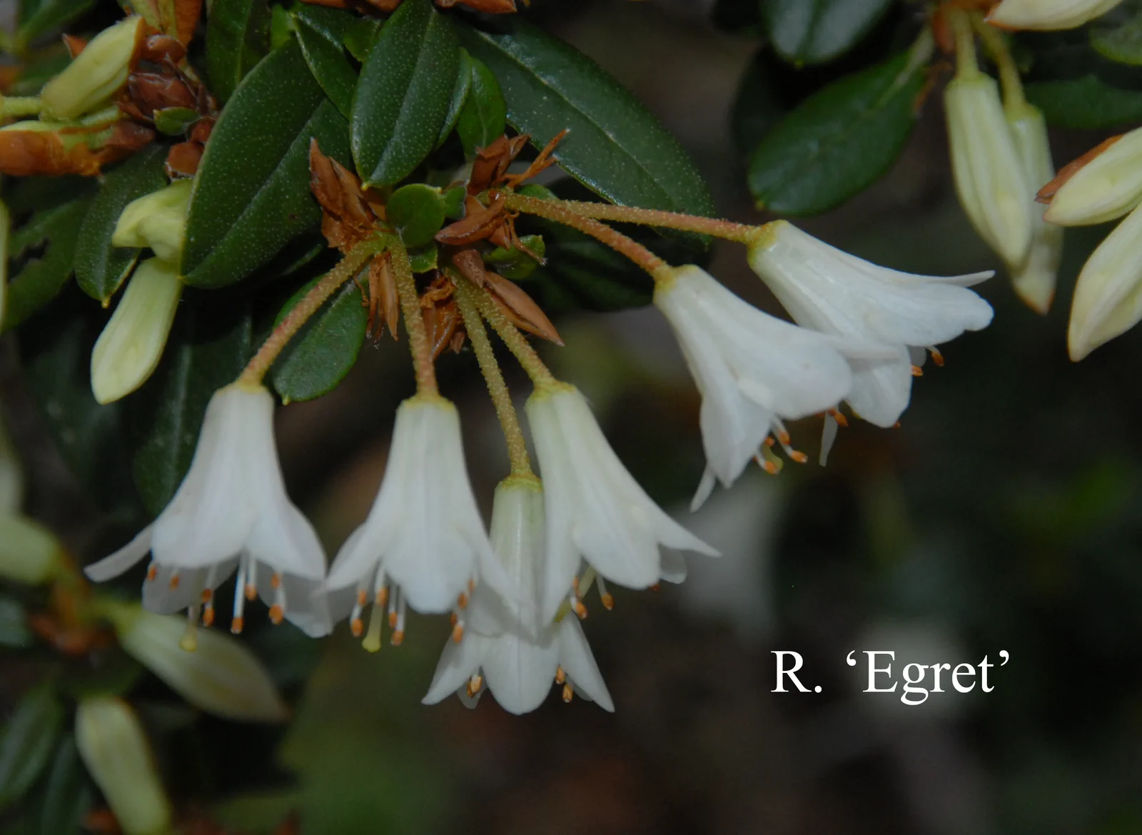 R. 'Egret' photo of R. 'Egret'. Location: Fearing's Farm Nursery, Abbotsford, BC, Canada. Photo by: Harold Fearing