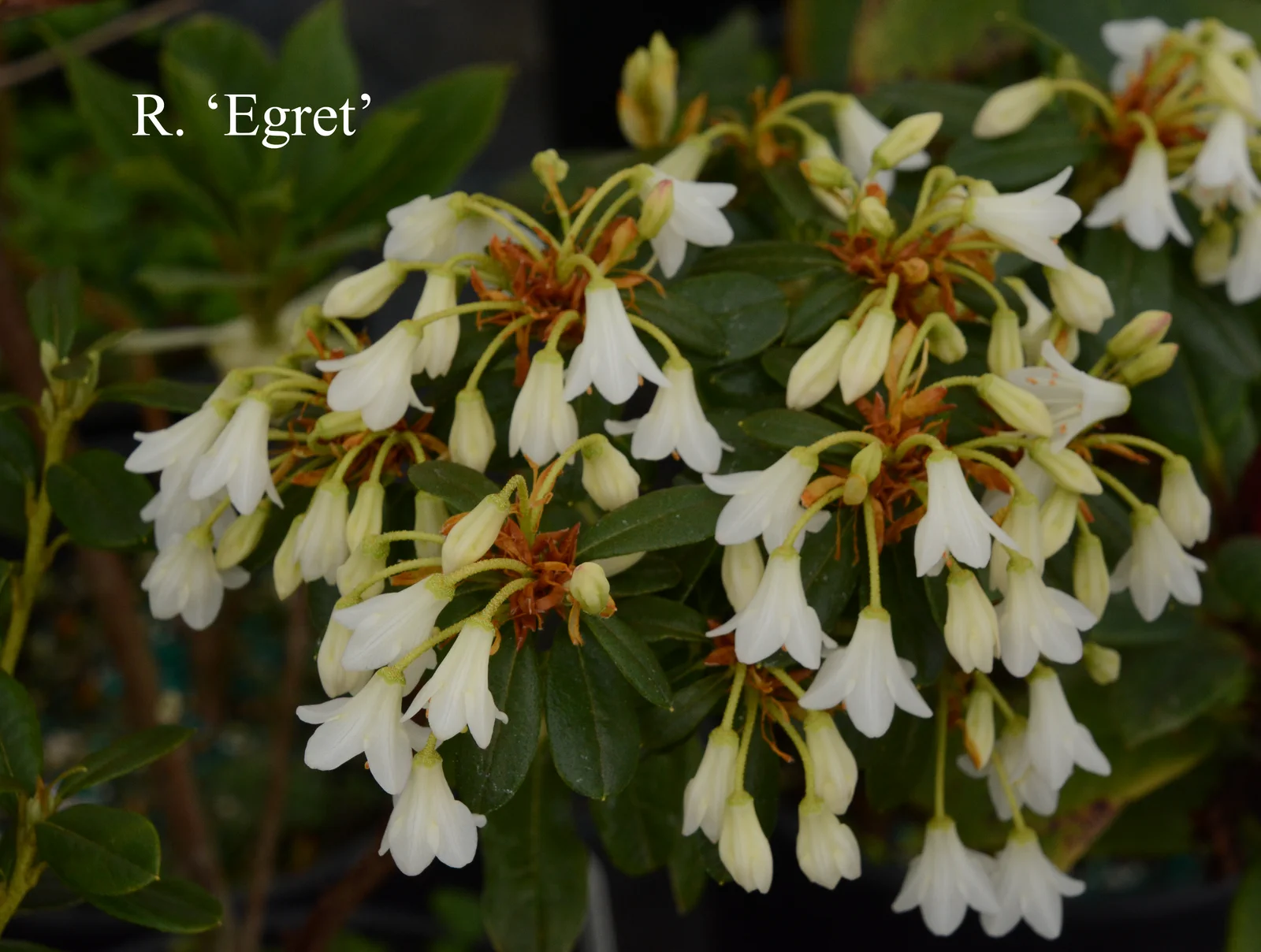 R. 'Egret' photo of R. 'Egret'. Location: Fearing's Farm Nursery, Abbotsford, BC, Canada. Photo by: Harold Fearing