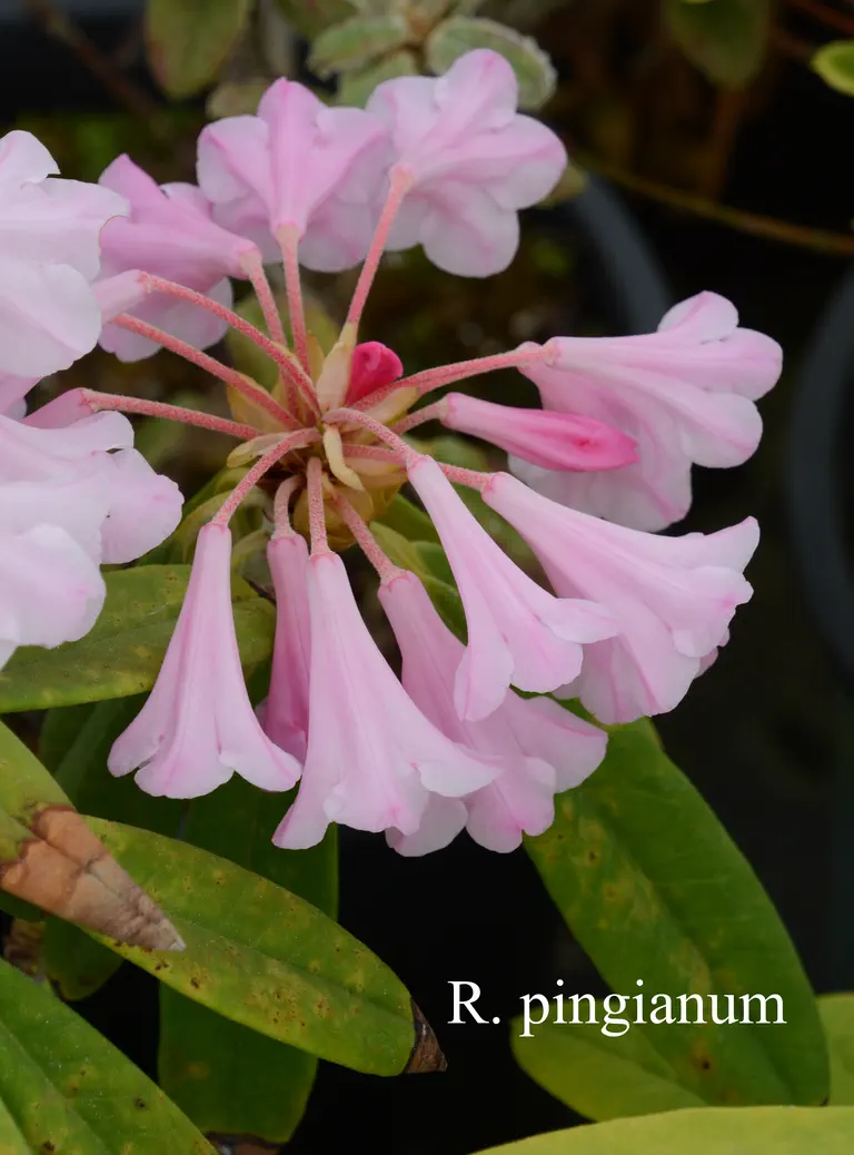 Photo of R. pingianum, Species