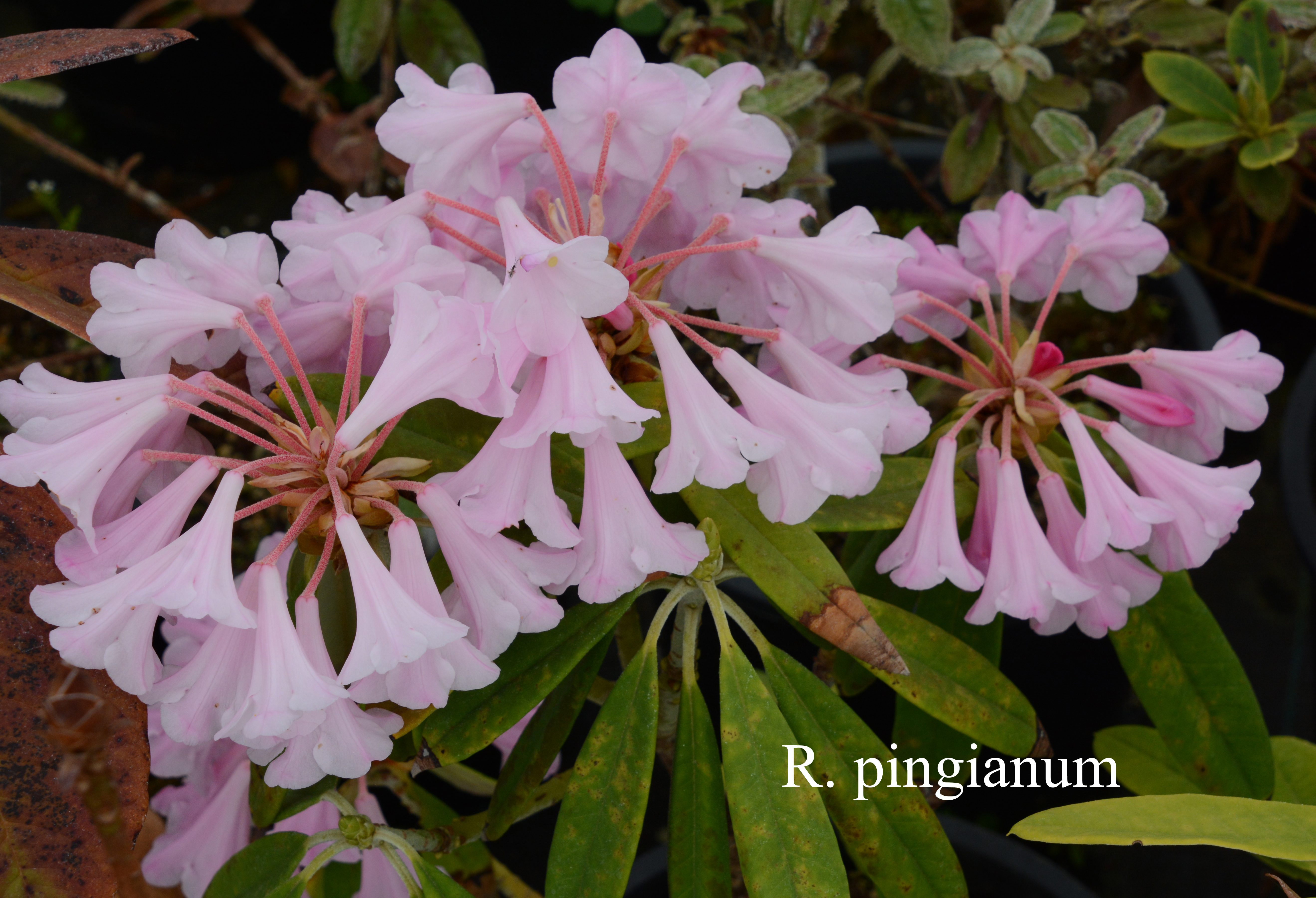 Rhododendron pingianum photo