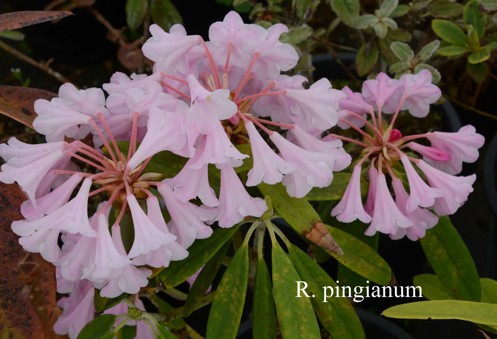 R. pingianum photo of R. pingianum. Location: Fearing's Farm Nursery, Abbotsford, BC, Canada. Photo by: Harold Fearing