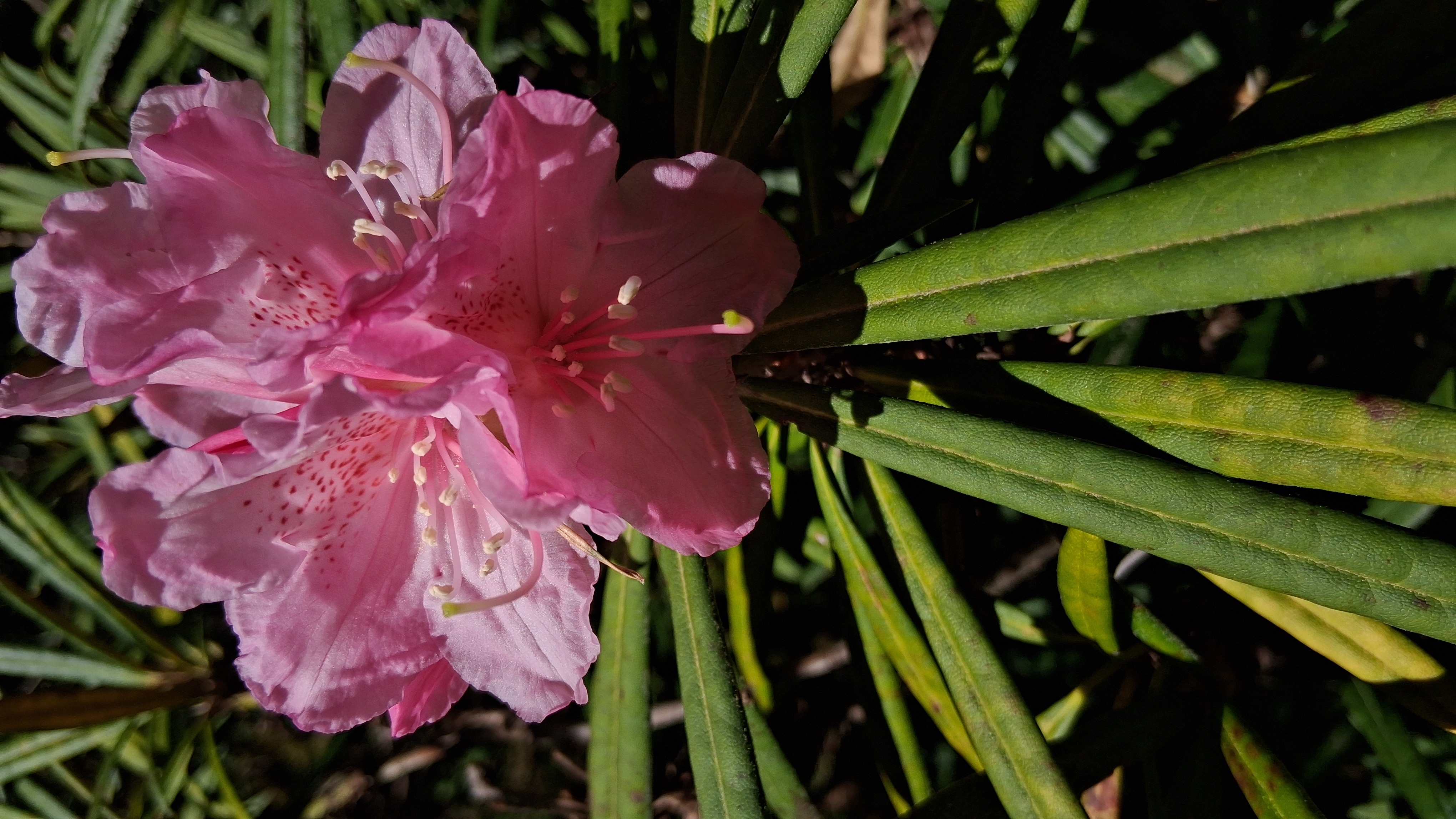 Rhododendron makinoi photo