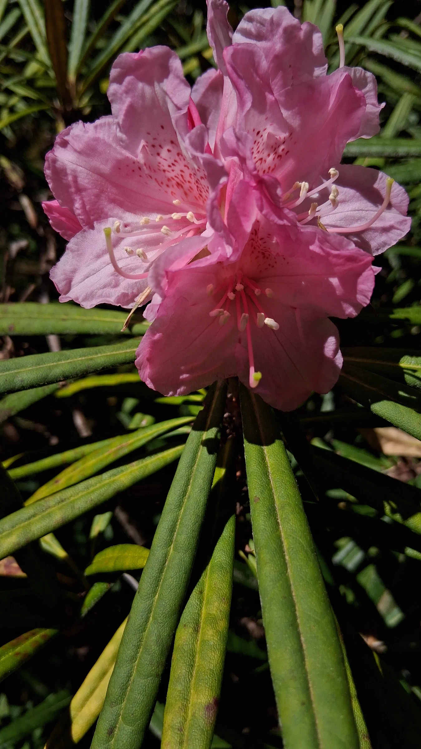 R. makinoi photo of R. makinoi. R. makinoi flowers.. Location: Rhododendron Species Botanical Garden. Photo by: Thatrhodylady