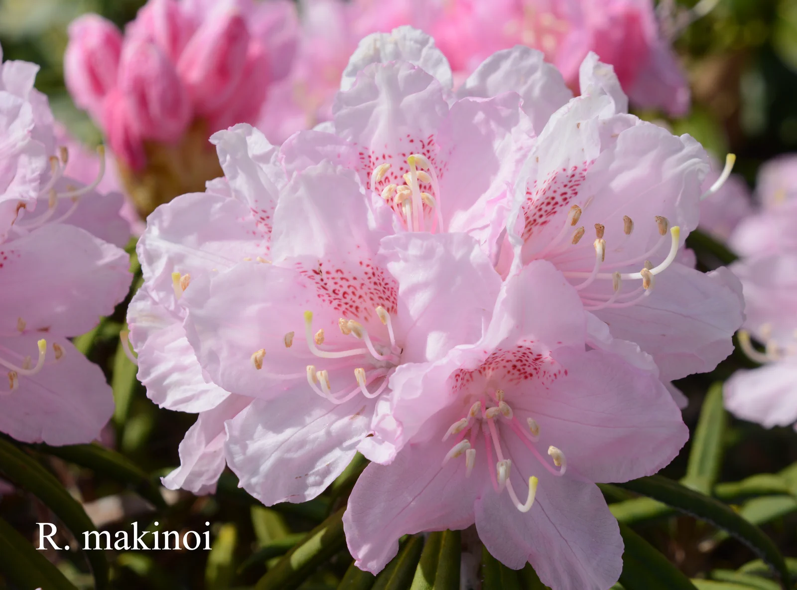 R. makinoi photo of R. makinoi. Location: Fearing's Farm Nursery, Abbotsford, BC, Canada. Photo by: Harold Fearing
