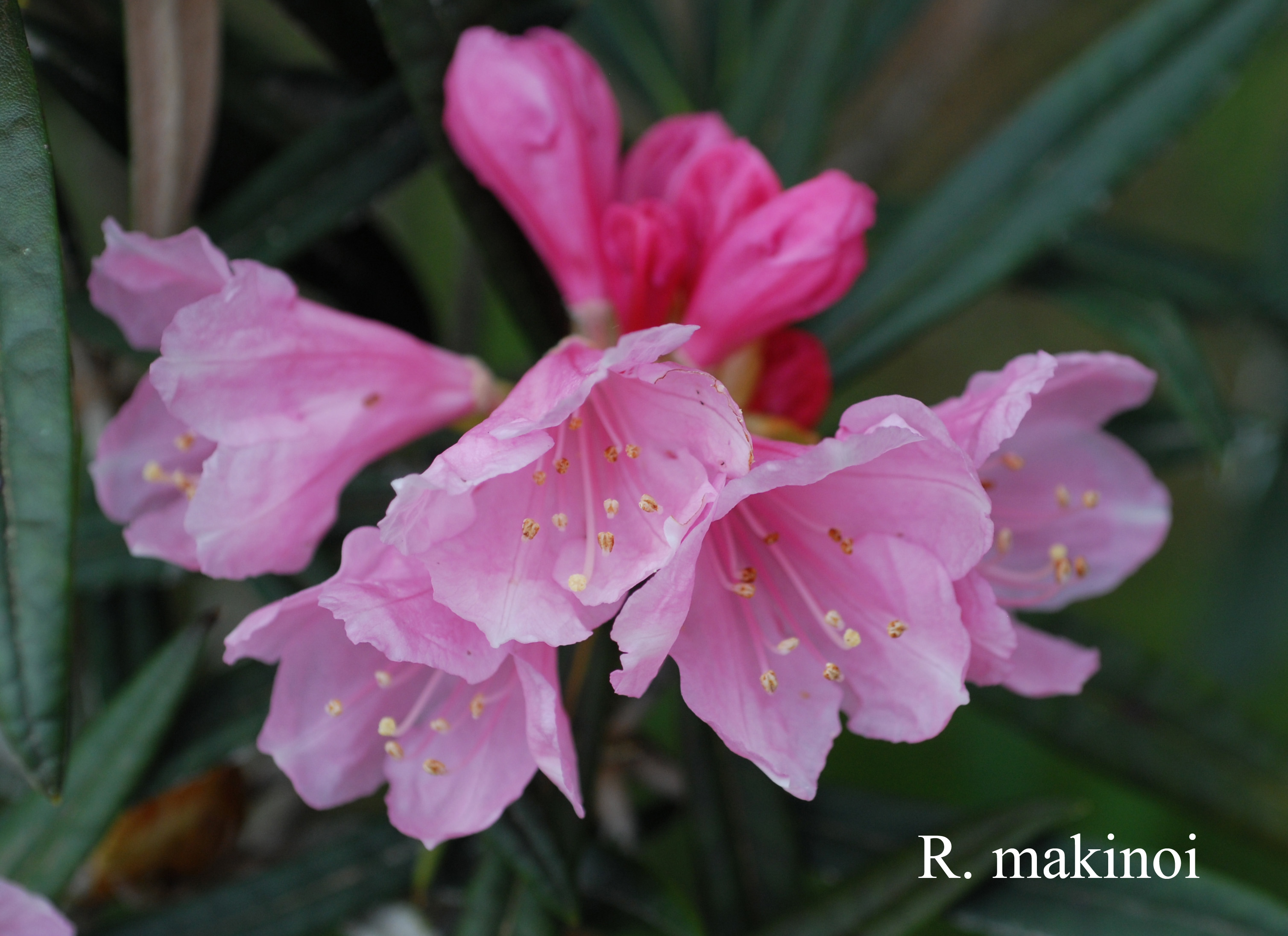 Rhododendron makinoi photo
