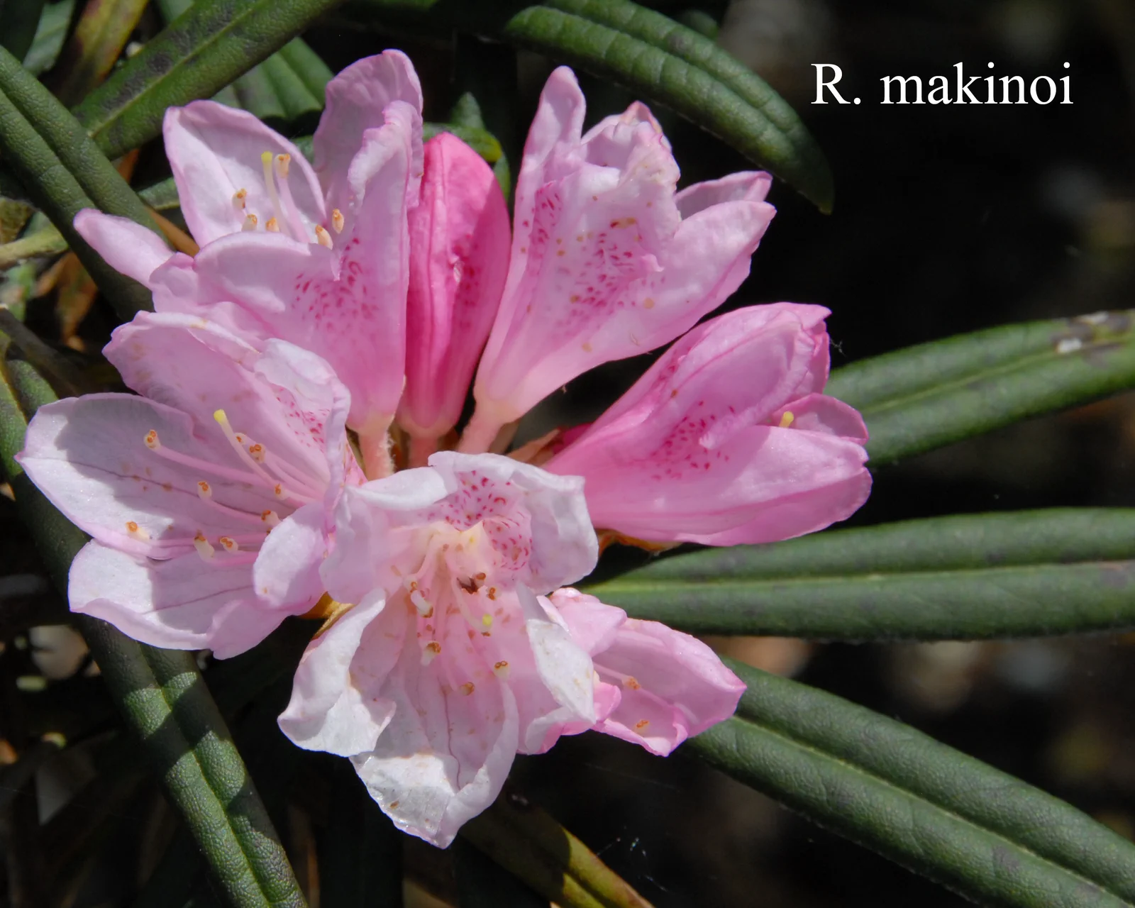 R. makinoi photo of R. makinoi. Location: Fearing's Farm Nursery, Abbotsford, BC, Canada. Photo by: Harold Fearing