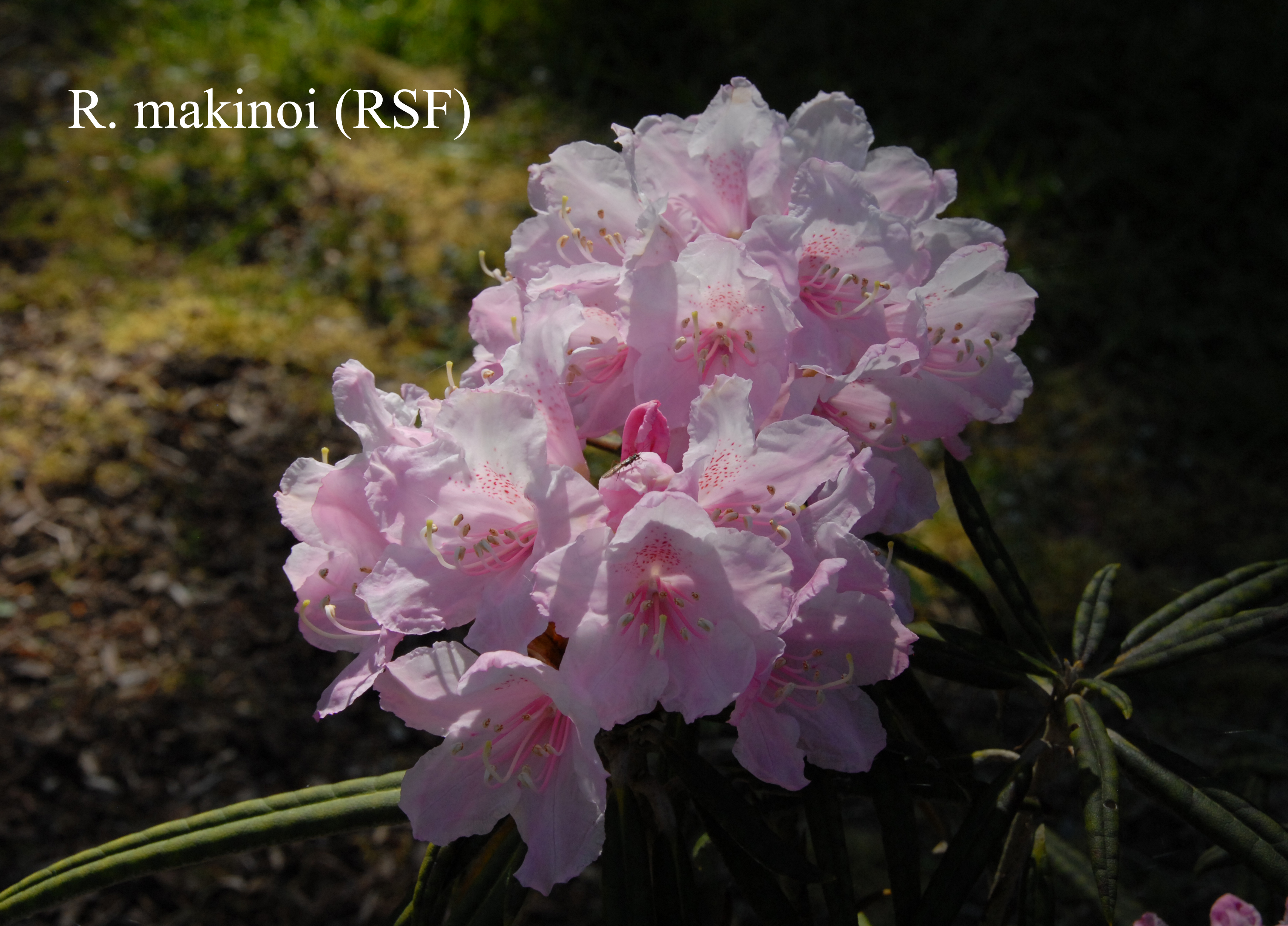 Rhododendron makinoi photo