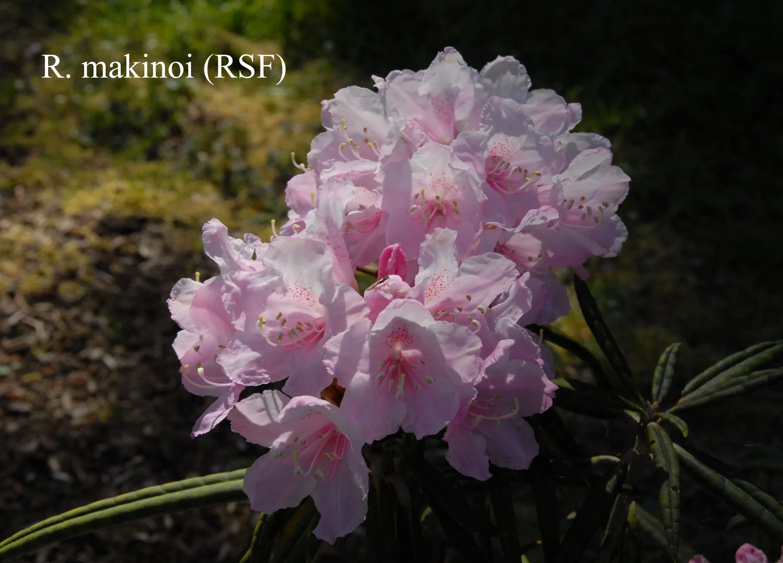 R. makinoi photo of R. makinoi. RSF. Location: Fearing's Farm Nursery, Abbotsford, BC, Canada. Photo by: Harold Fearing