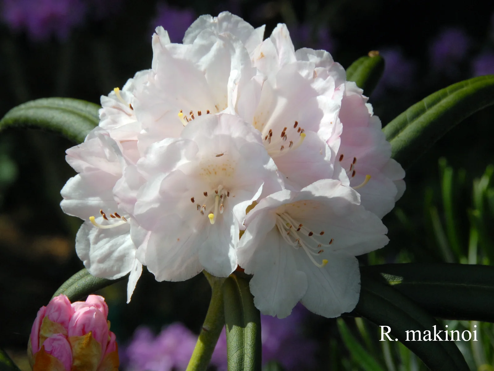 R. makinoi photo of R. makinoi. Location: Fearing's Farm Nursery, Abbotsford, BC, Canada. Photo by: Harold Fearing