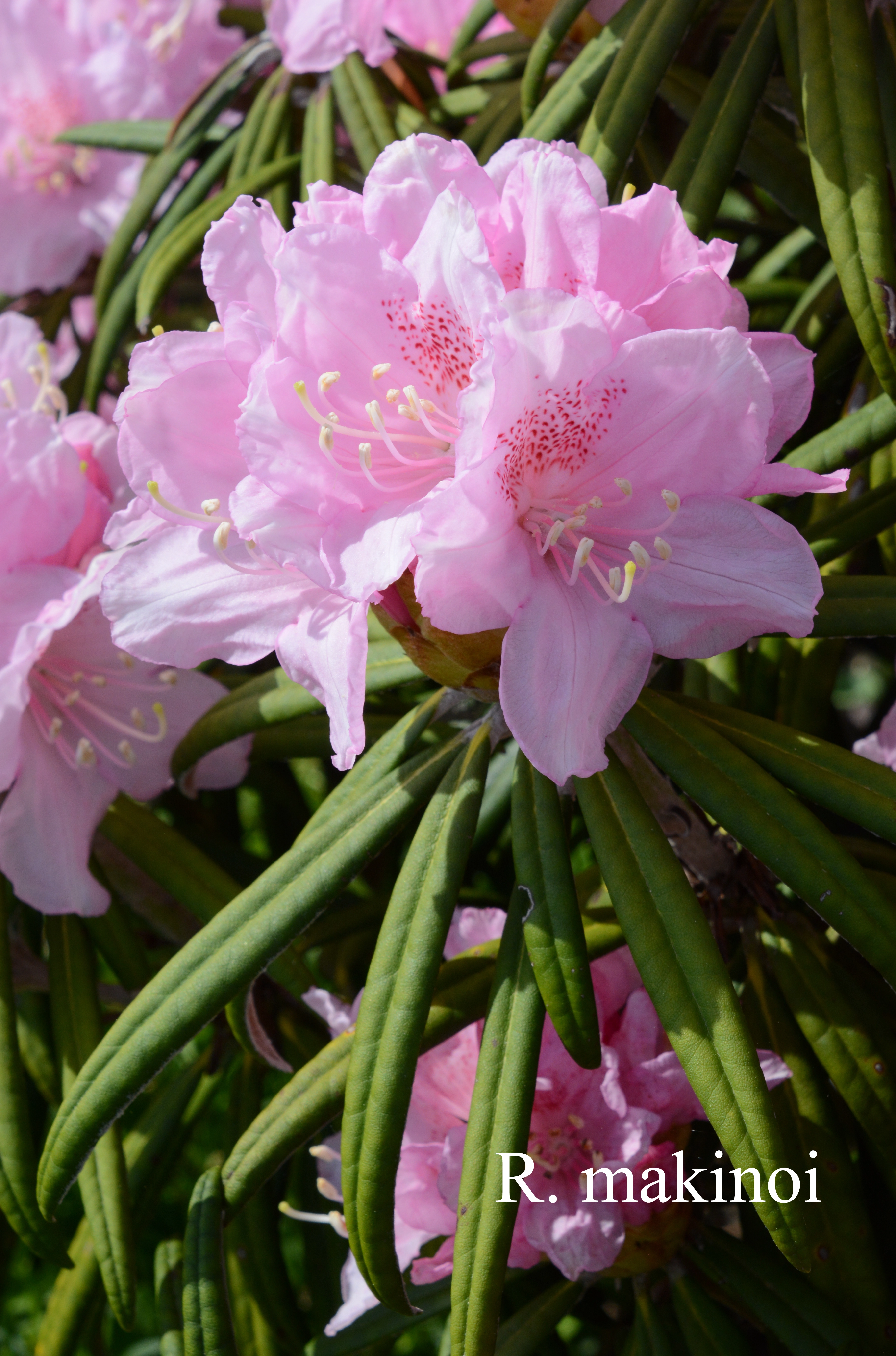 Rhododendron makinoi photo