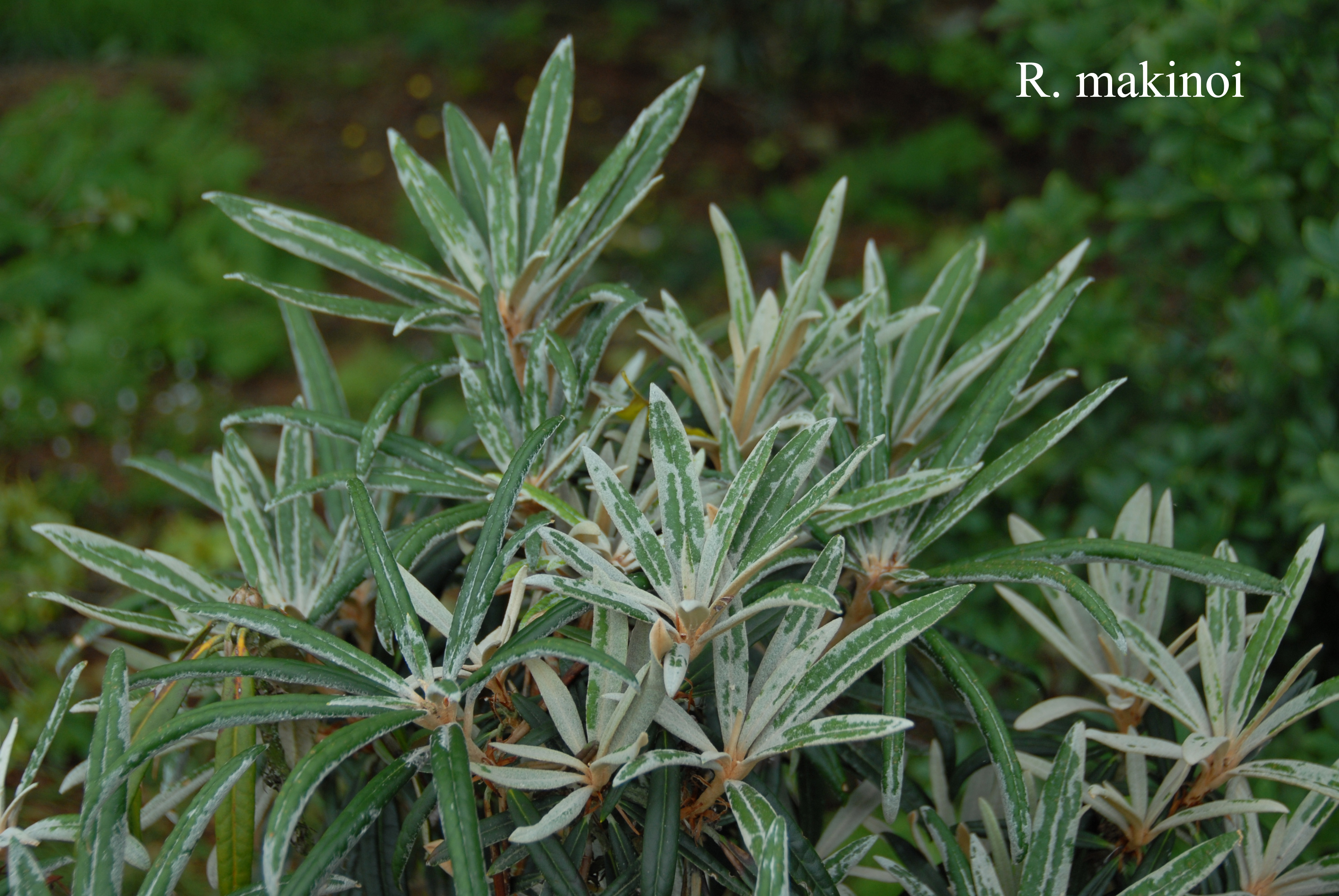 Rhododendron makinoi photo