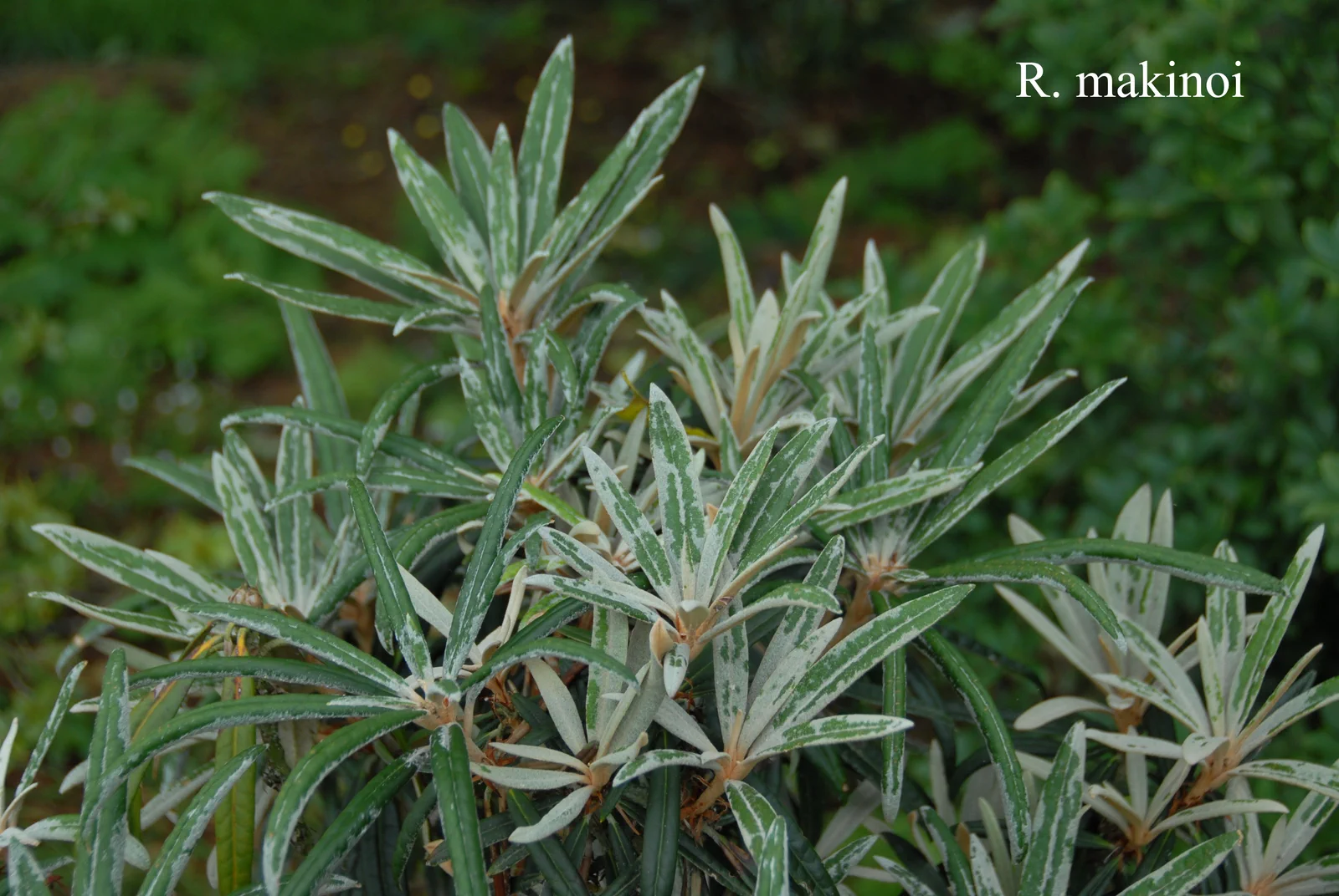 R. makinoi photo of R. makinoi. Location: Fearing's Farm Nursery, Abbotsford, BC, Canada. Photo by: Harold Fearing