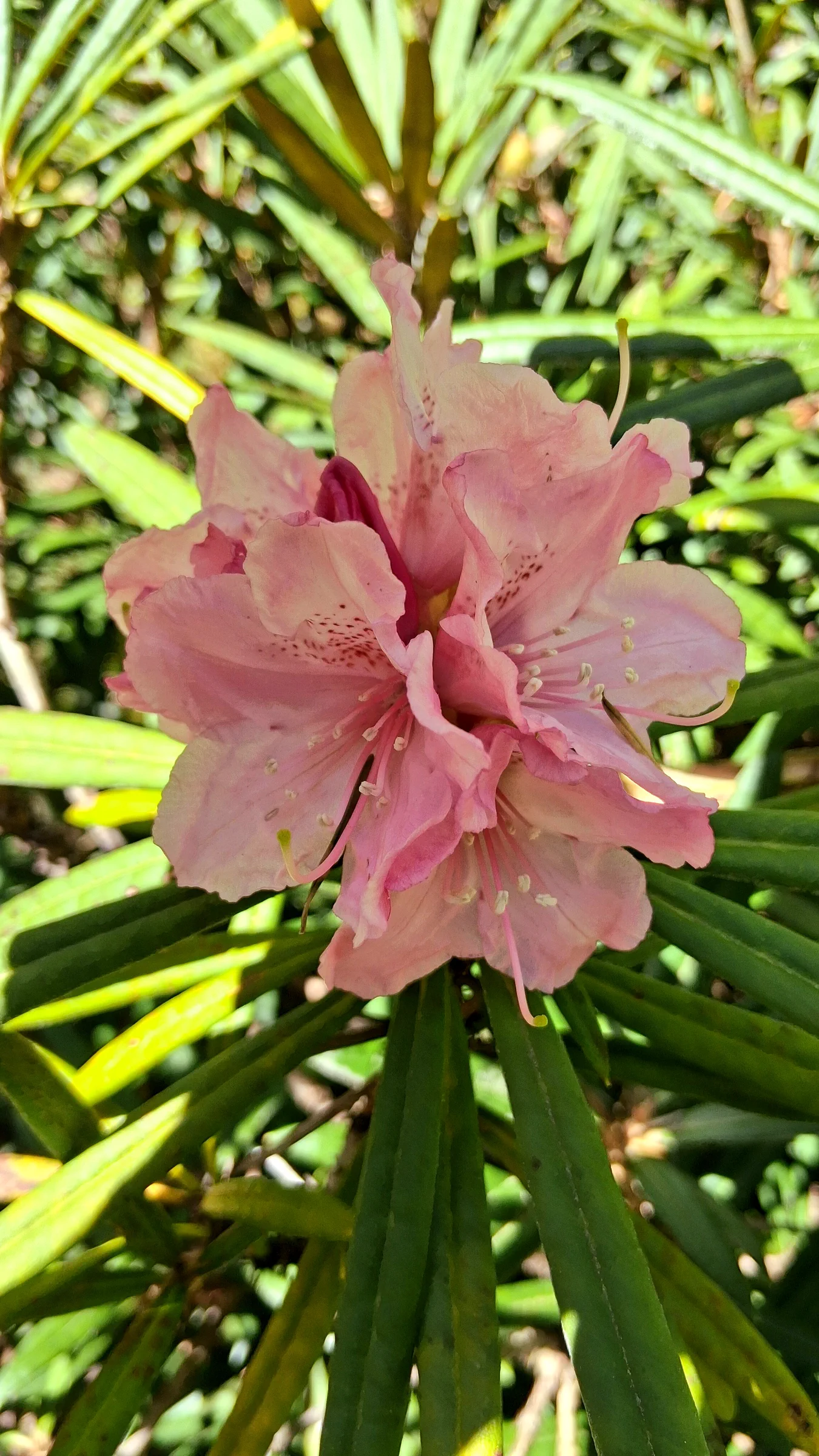 R. makinoi photo of R. makinoi. R. makinoi flowers in the shade.. Location: Rhododendron Species Botanical Garden. Photo by: Thatrhodylady