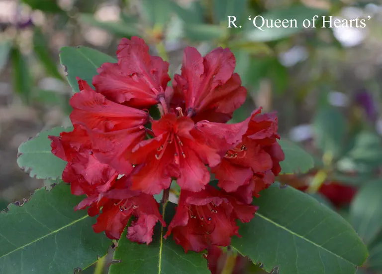 Photo of R. 'Queen of Hearts', Rhododendron Hybrid