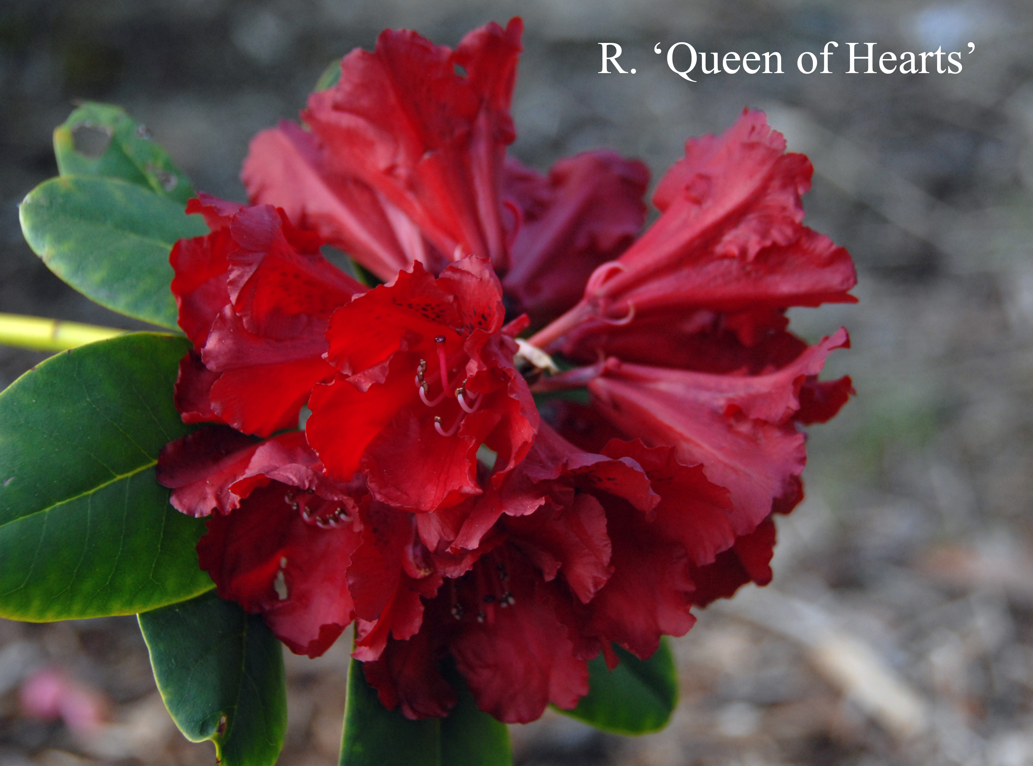 Rhododendron Queen of Hearts photo