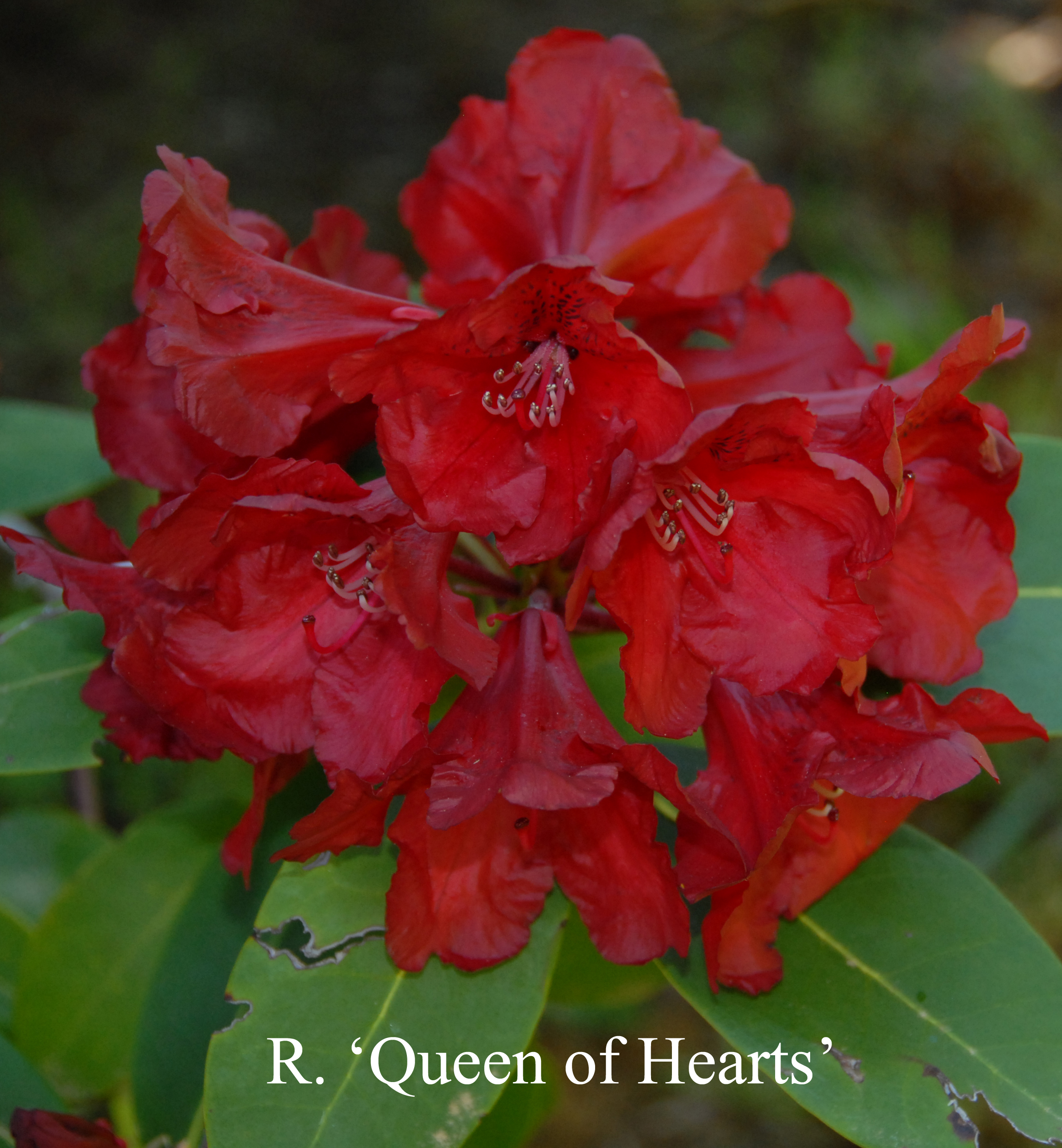 Rhododendron Queen of Hearts photo