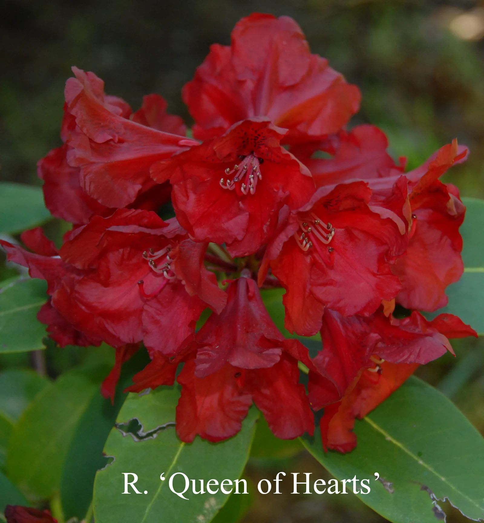 R. 'Queen of Hearts' photo of R. 'Queen of Hearts'. Location: Fearing's Farm Nursery, Abbotsford, BC, Canada. Photo by: Harold Fearing