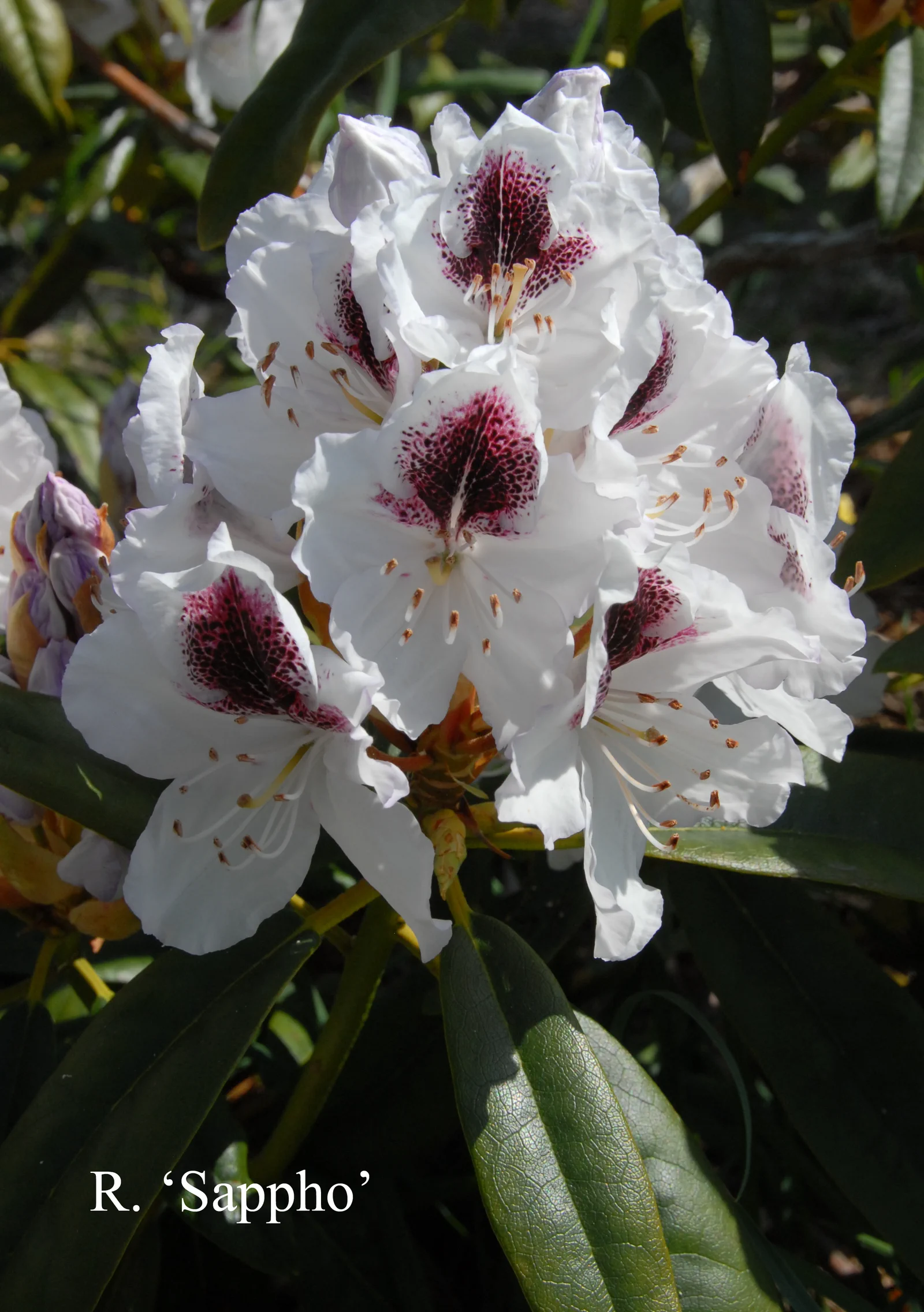 R. 'Sappho' photo of R. 'Sappho'. Location: Fearing's Farm Nursery, Abbotsford, BC, Canada. Photo by: Harold Fearing