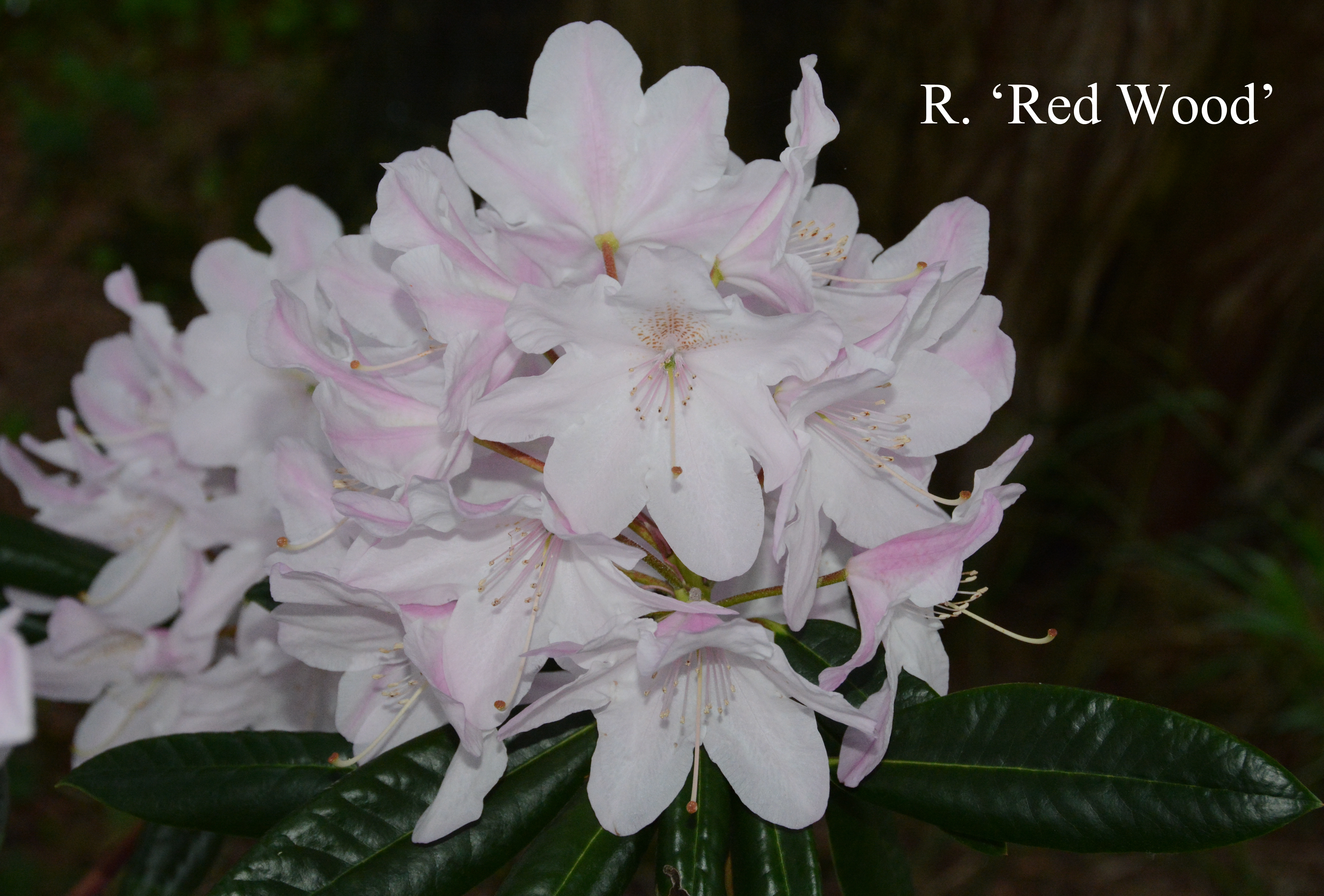 Rhododendron Redwood photo