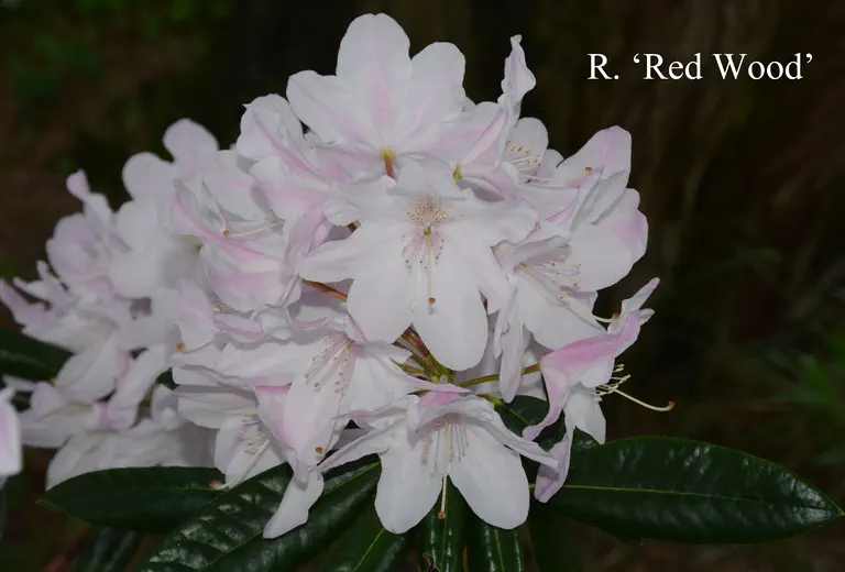 Photo of R. 'Redwood', Rhododendron Hybrid
