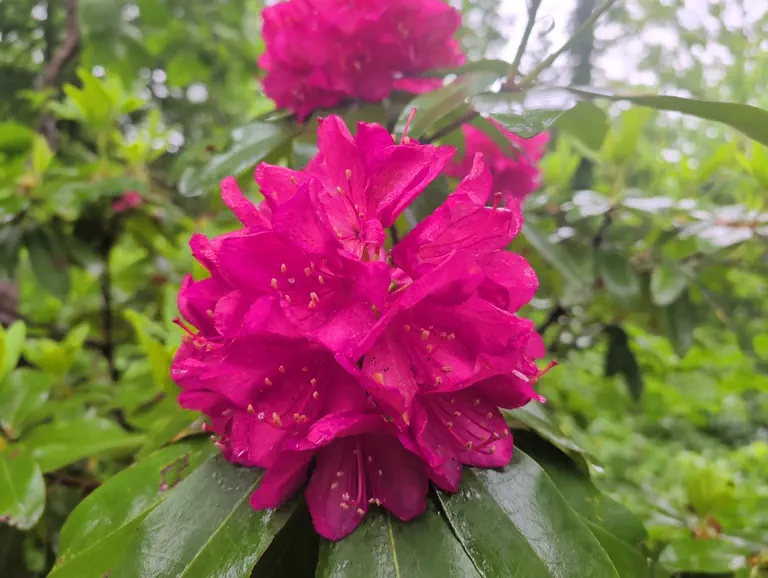 Photo of R. 'Edward S. Rand', Rhododendron Hybrid