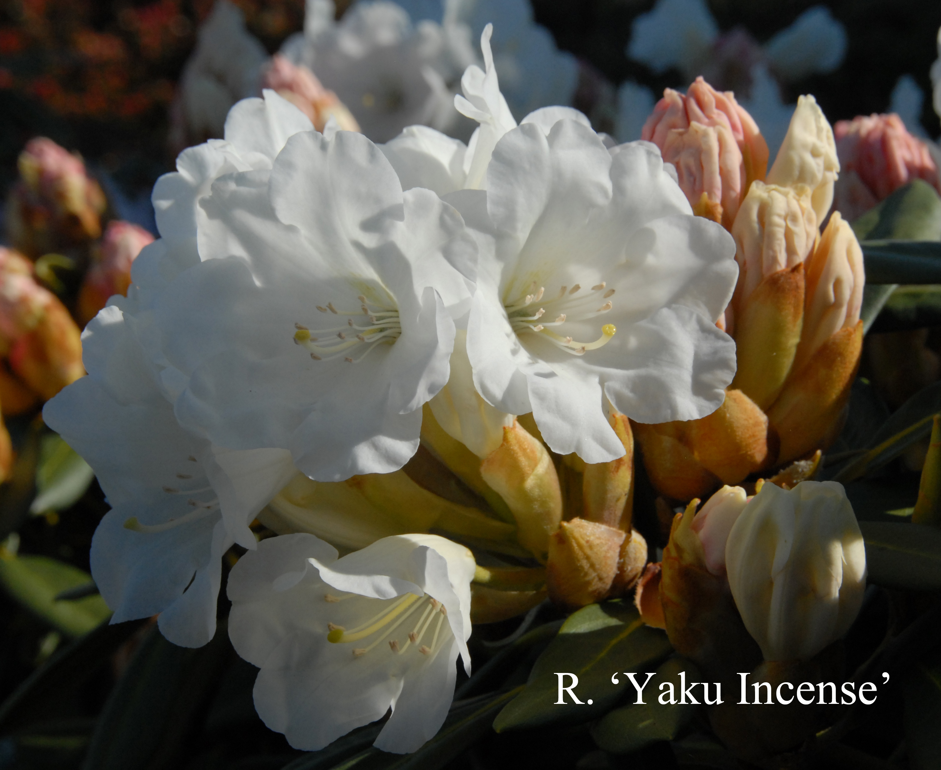 Rhododendron Yaku Incense photo