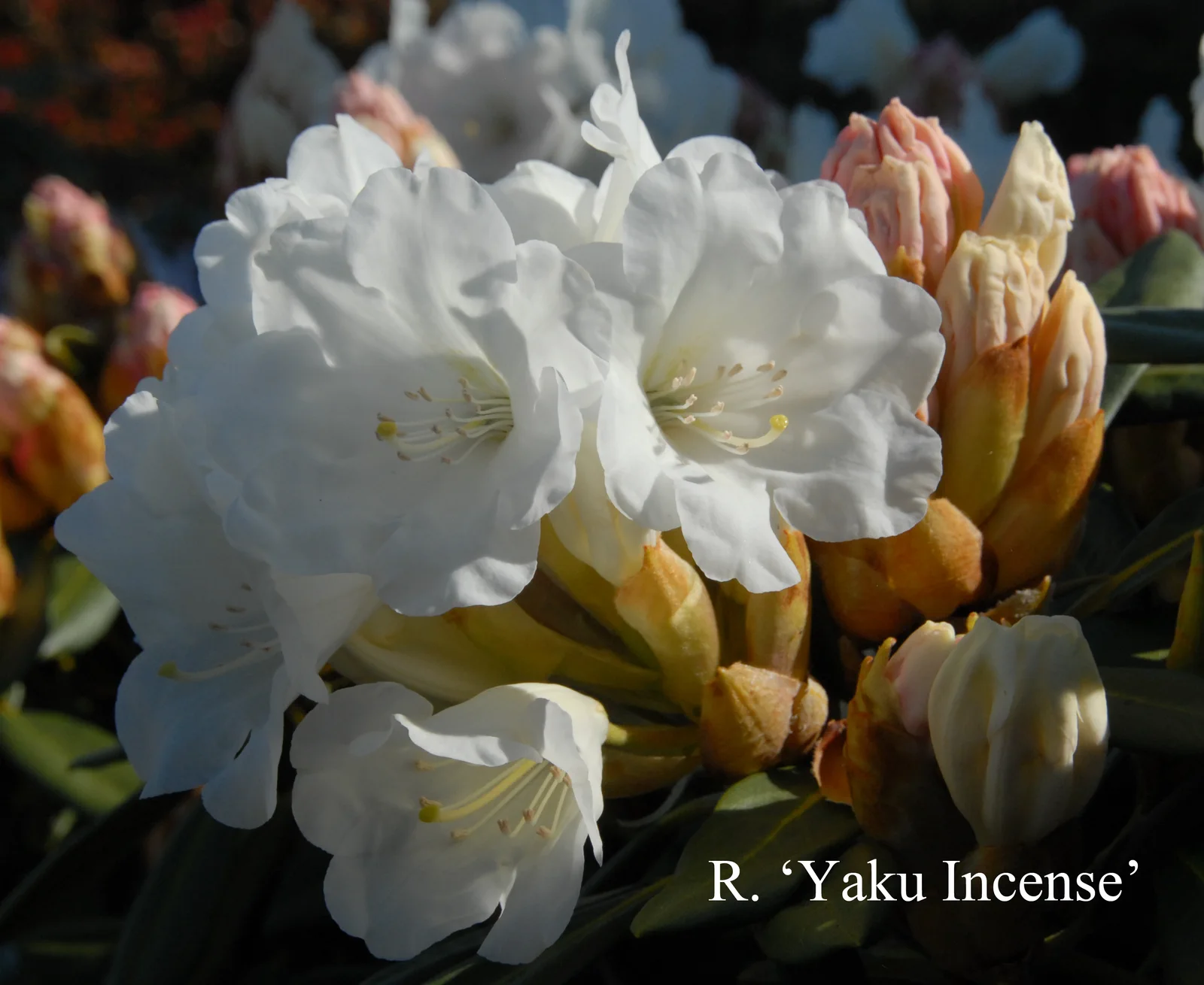 R. 'Yaku Incense' photo of R. 'Yaku Incense'. Location: Fearing's Farm Nursery, Abbotsford, BC, Canada. Photo by: Harold Fearing