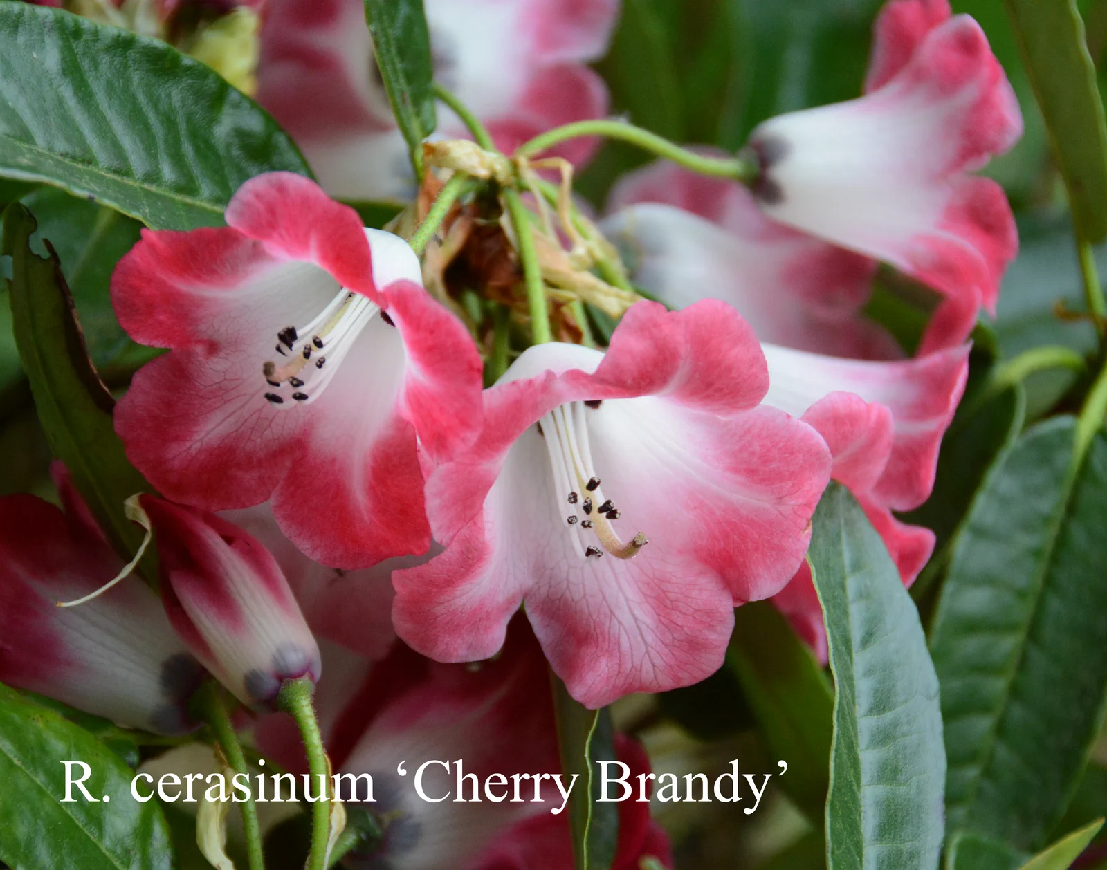 R. cerasinum 'Cherry Brandy' photo of R. cerasinum 'Cherry Brandy'. Location: Fearing's Farm Nursery, Abbotsford, BC, Canada. Photo by: Harold Fearing