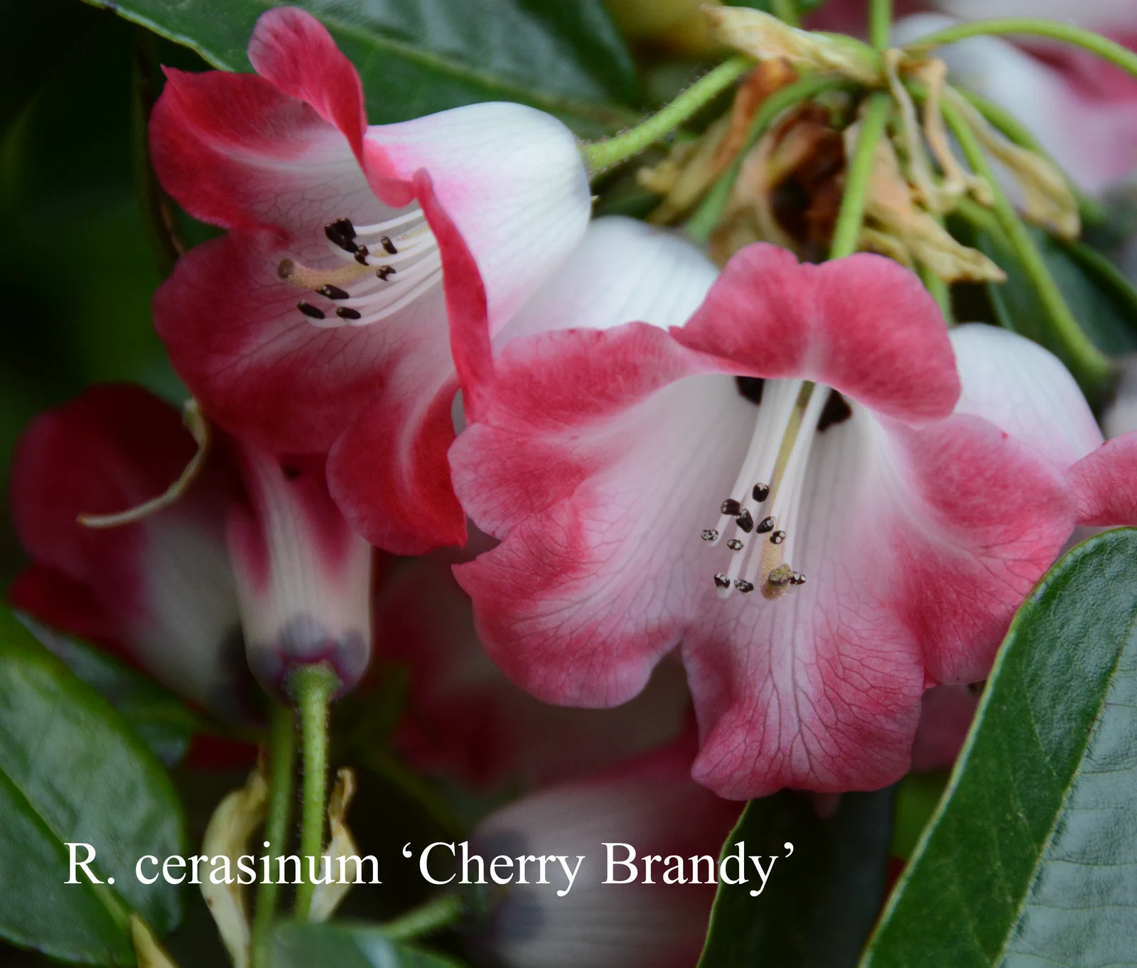 R. cerasinum 'Cherry Brandy' photo of R. cerasinum 'Cherry Brandy'. Location: Fearing's Farm Nursery, Abbotsford, BC, Canada. Photo by: Harold Fearing
