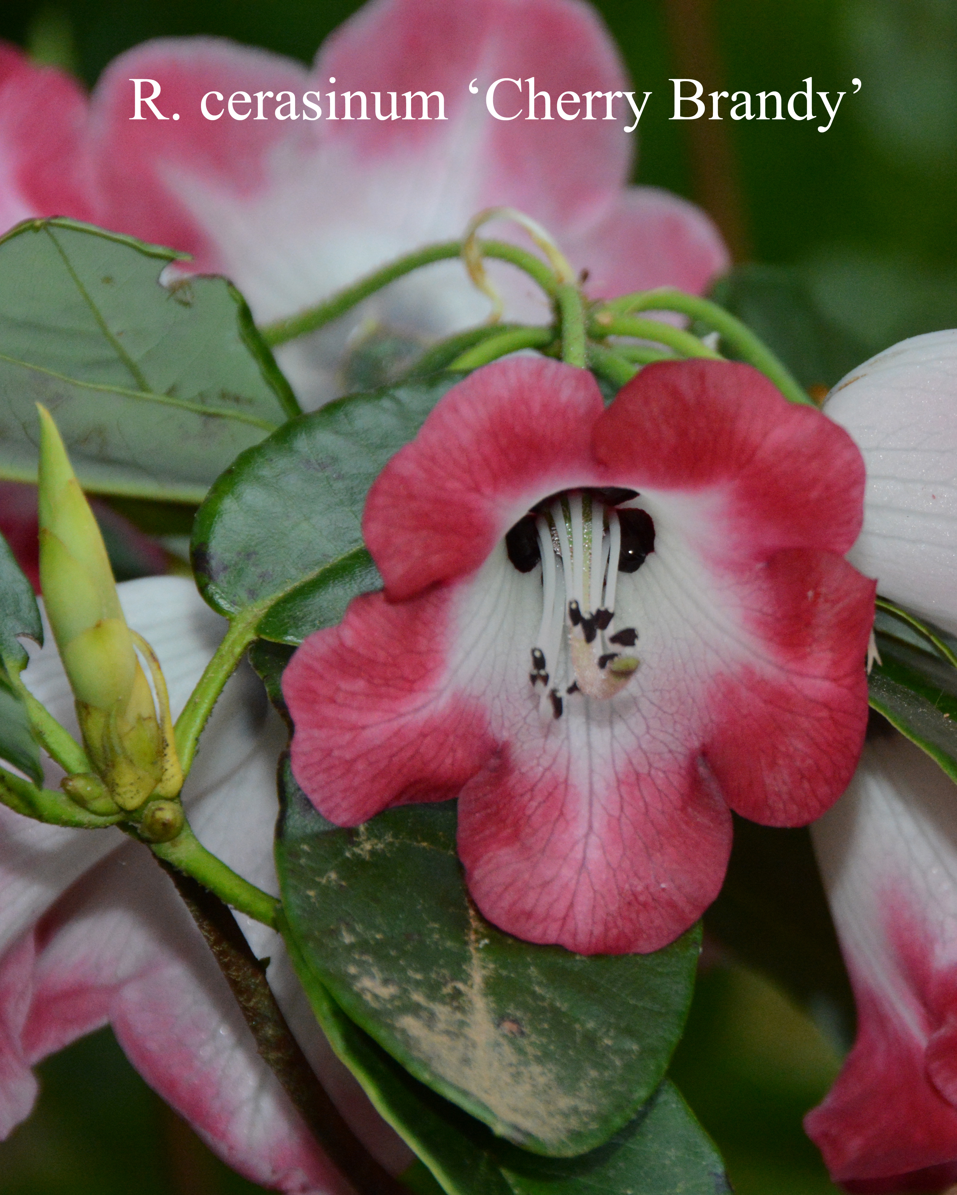 Rhododendron Cherry Brandy photo