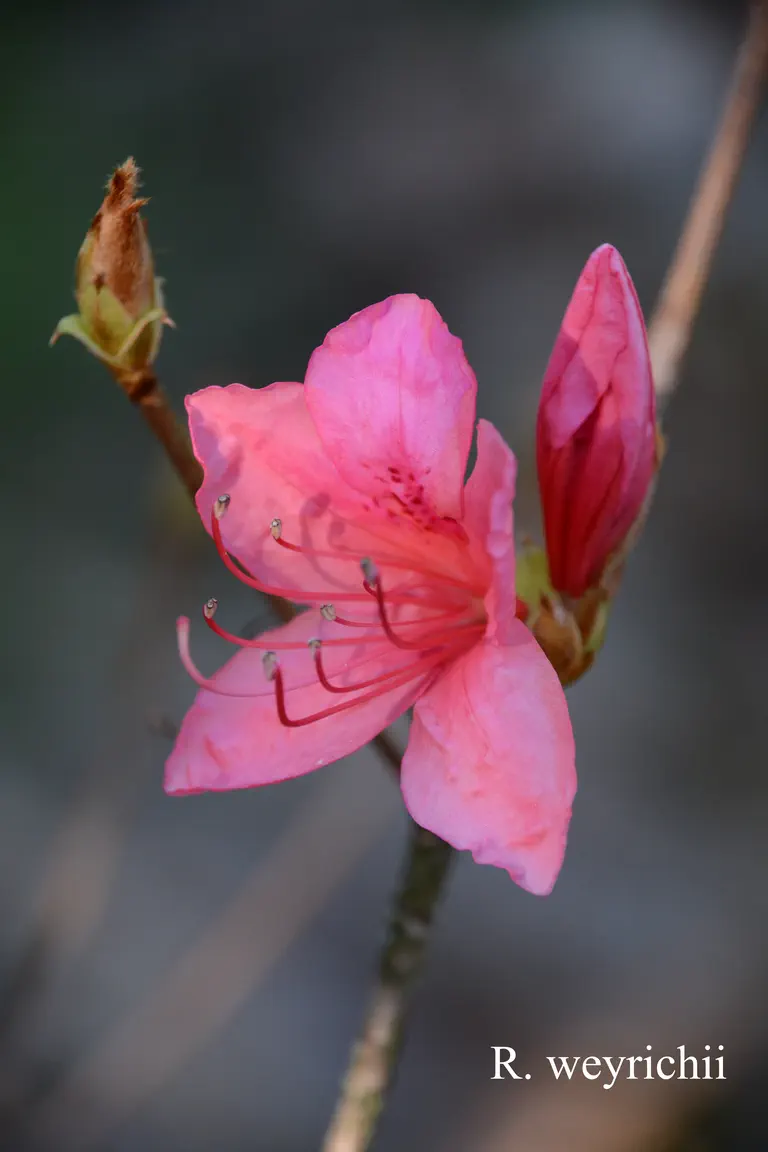 Photo of R. weyrichii, Species
