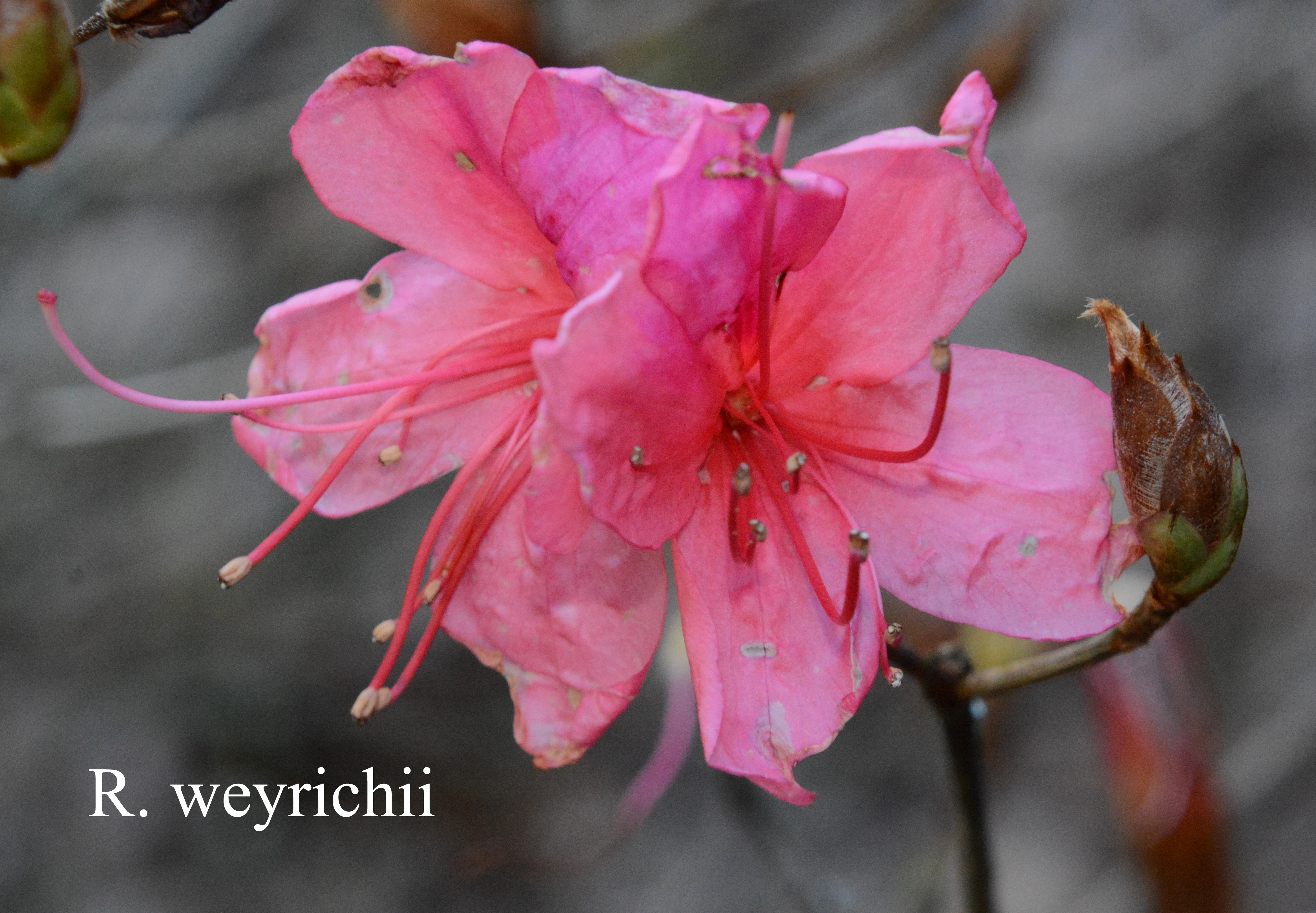 Rhododendron weyrichii photo